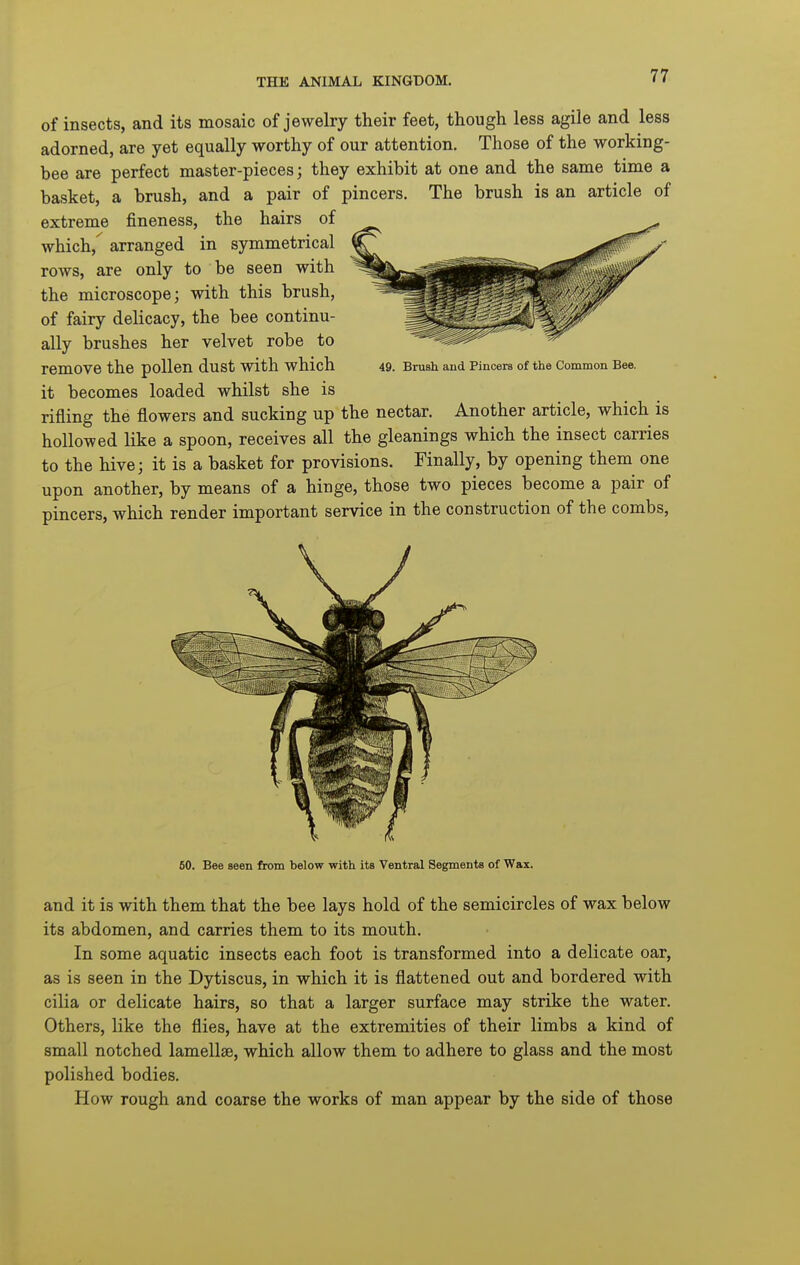 of insects, and its mosaic of jewelry their feet, though less agile and less adorned, are yet equally worthy of our attention. Those of the working- bee are perfect master-pieces; they exhibit at one and the same time a basket, a brush, and a pair of pincers. The brush is an article of extreme fineness, the hairs of which,^ arranged in symmetrical rows, are only to be seen with the microscope; with this brush, of fairy delicacy, the bee continu- ally brushes her velvet robe to remove the pollen dust with which 49. Brush and Pincers of the Common Bee. it becomes loaded whilst she is rifling the flowers and sucking up the nectar. Another article, which is hollowed like a spoon, receives all the gleanings which the insect carries to the hive; it is a basket for provisions. Finally, by opening them one upon another, by means of a hinge, those two pieces become a pair of pincers, which render important service in the construction of the combs, 50. Bee seen from below with its Ventral Segments of Wax. and it is with them that the bee lays hold of the semicircles of wax below its abdomen, and carries them to its mouth. In some aquatic insects each foot is transformed into a delicate oar, as is seen in the Dytiscus, in which it is flattened out and bordered with cilia or delicate hairs, so that a larger surface may strike the water. Others, like the flies, have at the extremities of their limbs a kind of small notched lamellae, which allow them to adhere to glass and the most polished bodies. How rough and coarse the works of man appear by the side of those