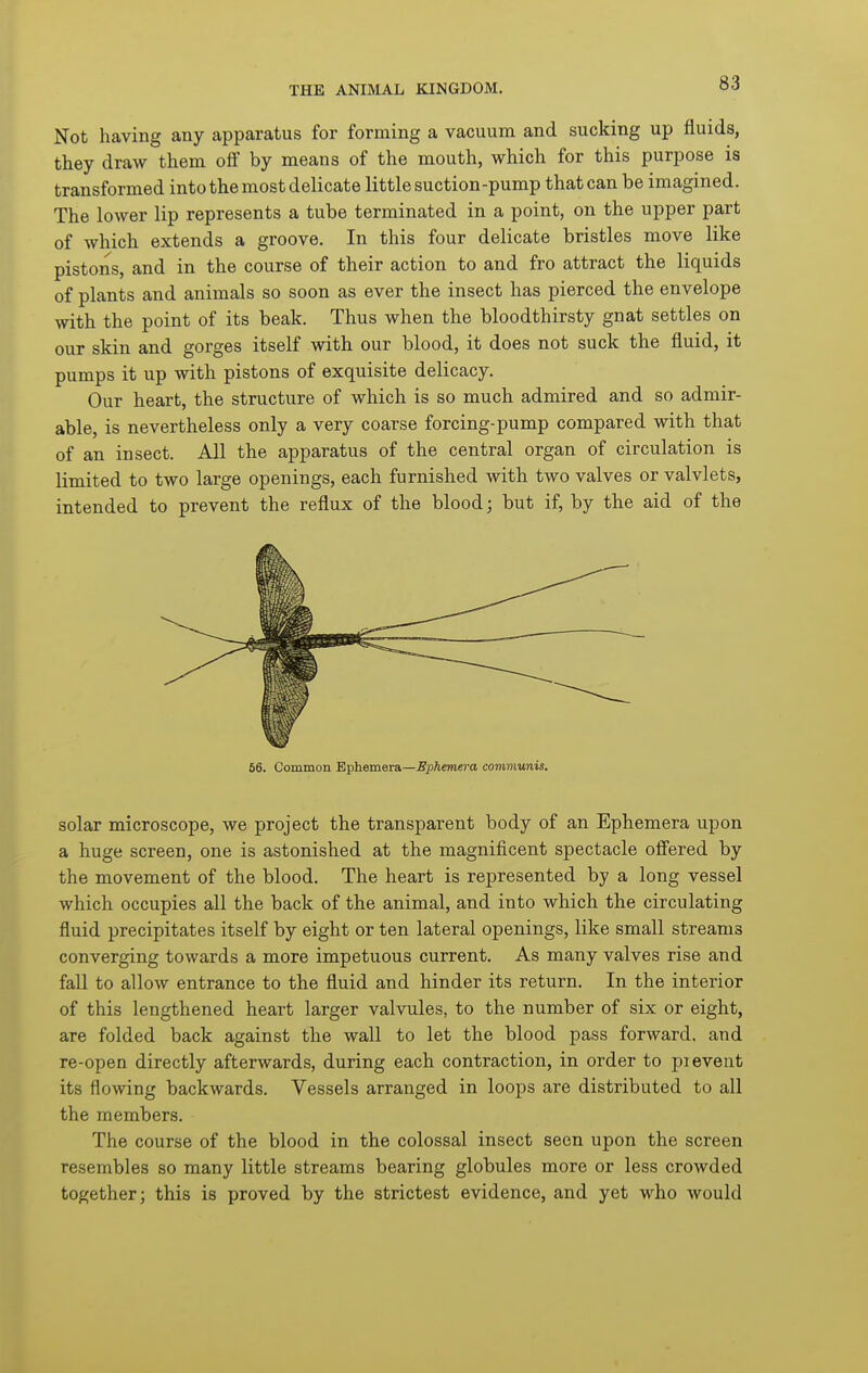 Not having any apparatus for forming a vacuum and sucking up fluids, they draw them oS by means of the mouth, which for this purpose is transformed into the most delicate little suction-pump that can be imagined. The lower lip represents a tube terminated in a point, on the upper part of which extends a groove. In this four delicate bristles move like pistons, and in the course of their action to and fro attract the liquids of plants and animals so soon as ever the insect has pierced the envelope with the point of its beak. Thus when the bloodthirsty gnat settles on our skin and gorges itself with our blood, it does not suck the fluid, it pumps it up with pistons of exquisite delicacy. Our heart, the structure of which is so much admired and so admir- able, is nevertheless only a very coarse forcing-pump compared with that of an insect. All the apparatus of the central organ of circulation is limited to two large openings, each furnished with two valves or valvlets, intended to prevent the reflux of the blood; but if, by the aid of the 56. Common Ephemera—Ephemera communis. solar microscope, we project the transparent body of an Ephemera upon a huge screen, one is astonished at the magnificent spectacle offered by the movement of the blood. The heart is represented by a long vessel which occupies all the back of the animal, and into which the circulating fluid precipitates itself by eight or ten lateral openings, like small streams converging towards a more impetuous current. As many valves rise and fall to allow entrance to the fluid and hinder its return. In the interior of this lengthened heart larger valvules, to the number of six or eight, are folded back against the wall to let the blood pass forward, and re-open directly afterwards, during each contraction, in order to pi event its flowing backwards. Vessels arranged in loops are distributed to all the members. The course of the blood in the colossal insect seen upon the screen resembles so many little streams bearing globules more or less crowded together; this is proved by the strictest evidence, and yet who would