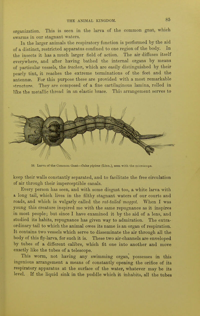 organization. This is seen in the larva of the common gnat, which swarms in our stagnant waters. In the larger animals the respiratory function is performed by the aid of a distinct, restricted apparatus confined to one region of the body. In the insects it has a much larger field of action. The air diffuses itself overy-vvhere, and after having bathed the internal organs by means of particular vessels, the trachece, which are easily distinguished by their pearly tint, it reaches the extreme terminations of the feet and the antennae. For this purpose these are provided with a most remarkable structure. They are composed of a fine cartilaginous lamina, rolled in like the metallic thread in an elastic brace. This arrangement serves to 58. Larva of the Common Gnat—Culex pipiens (Linn.), seen with the microscope. keep their walls constantly separated, and to facilitate the free circulation of air through their imperceptible canals. Every person has seen, and with some disgust too, a white larva with a long tail, which lives in the filthy stagnant waters of our courts and roads, and which is vulgarly called the rat-tailed maggot. When I was young this creature inspired me with the same repugnance as it inspires in most people; but since I have examined it by the aid of a lens, and studied its habits, repugnance has given way to admiration. The extra- ordinary tail to which the animal owes its name is an organ of respiration. It contains two vessels which serve to disseminate the air through all the body of this fly-larva, for such it is. These two air-channels are enveloped by tubes of a different calibre, which fit one into another and move exactly like the tubes of a telescope. This worm, not having any swimming organ, possesses in this ingenious arrangement a means of constantly opening the orifice of its respiratory apparatus at the surface of the water, whatever may be its level. If the liquid sink in the puddle which it inhabits, all the tubes