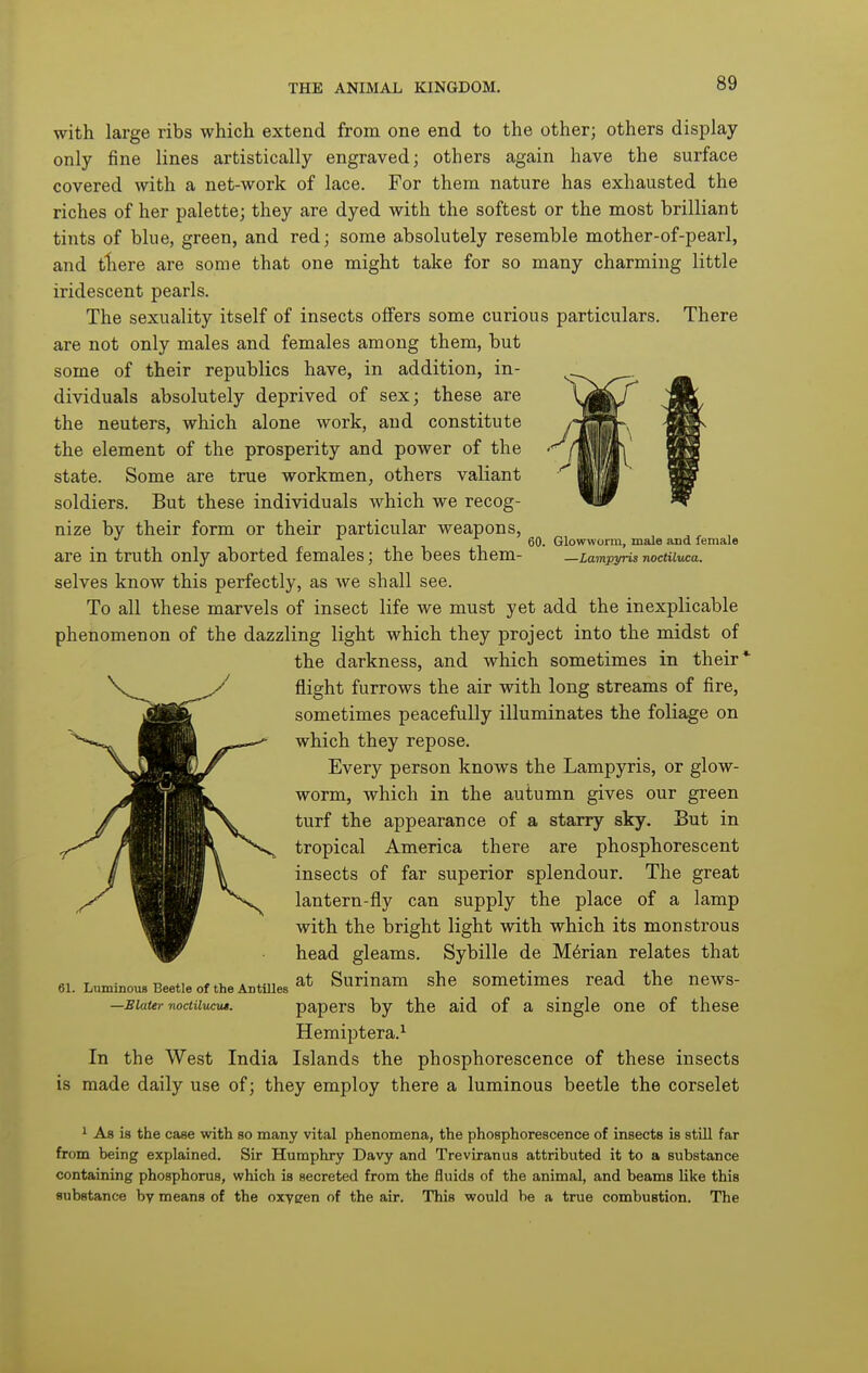 with large ribs which extend from one end to the other; others display only fine lines artistically engraved; others again have the surface covered with a net-work of lace. For them nature has exhausted the riches of her palette; they are dyed with the softest or the most brilliant tints of blue, green, and red; some absolutely resemble mother-of-pearl, and til ere are some that one might take for so many charming little iridescent pearls. The sexuality itself of insects offers some curious particulars. There are not only males and females among them, but some of their republics have, in addition, in- dividuals absolutely deprived of sex; these are the neuters, which alone work, and constitute the element of the prosperity and power of the state. Some are true workmen, others valiant soldiers. But these individuals which we recog- nize by their form or their particular weapons, ^ ^ , 1111 Glowworm, male and female are in truth only aborted females; the bees them- —lampyns nocHiwa. selves know this perfectly, as we shall see. To all these marvels of insect life we must yet add the inexplicable phenomenon of the dazzling light which they project into the midst of the darkness, and which sometimes in their' flight furrows the air with long streams of fire, jiawpB sometimes peacefully illuminates the foliage on V..,.^^ ^^um which they repose. Every person knows the Lampyris, or glow- worm, which in the autumn gives our green turf the appearance of a starry sky. But in tropical America there are phosphorescent insects of far superior splendour. The great lantern-fly can supply the place of a lamp with the bright light with which its monstrous head gleams. Sybille de Marian relates that 61. Luminous Beetle of the Antilles at Surinam she sometimes read the news- —Eiaternociiiucut. papers by the aid of a single one of these Hemiptera.^ In the West India Islands the phosphorescence of these insects is made daily use of; they employ there a luminous beetle the corselet 1 As is the case with so many vital phenomena, the phosphorescence of insects is still far from being explained. Sir Humphry Davy and Treviranus attributed it to a substance containing phosphorus, which is secreted from the fluids of the animal, and beams like this substance by means of the oxygen of the air. This would be a true combustion. The