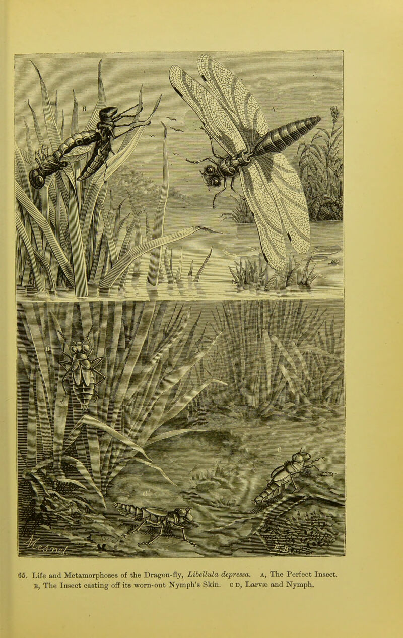 65. Life and Metamorphoses of the Dragon-fly, Libellula depressa. a. The Perfect Insect. B, The Insect casting off its worn-out Nymph's Skin, o D, Larvte and Nymph.