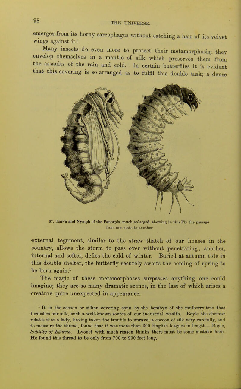 THE UNIVERSE. emerges from its horny sarcophagus without catching a hair of its velvet wings against it! Many insects do even more to protect their metamorphosis; they envelop themselves in a mantle of silk which preserves them from the assaults of the rain and cold. In certain butterflies it is evident that this covering is so arranged as to fulfil this double task; a dense 87. Larva and Nymph of the Panorpis, much enlarged, showing in this Fly the passage from one state to another external tegument, similar to the straw thatch of our houses in the country, allows the storm to pass over without penetrating; another, internal and softer, defies the cold of winter. Buried at autumn tide in this double shelter, the butterfly securely awaits the coming of spring to be born again.^ The magic of these metamorphoses surpasses anything one could imagine; they are so many dramatic scenes, in the last of which arises a creature quite unexpected in appearance. * It is the cocoon or silken covering spun by the bombyx of the mulberry-tree that furnishes our silk, such a well-known source of our industrial wealth. Boyle the chemist relates that a lady, having taken the trouble to unravel a cocoon of silk very carefully, and to measure the thread, found that it was more than 300 English leagues in length.—Boyle, Suhtilty of Effluvia. Lyonet with much reason thinks there must be some mistake here. He found this thread to be only from 700 to 900 feet long.