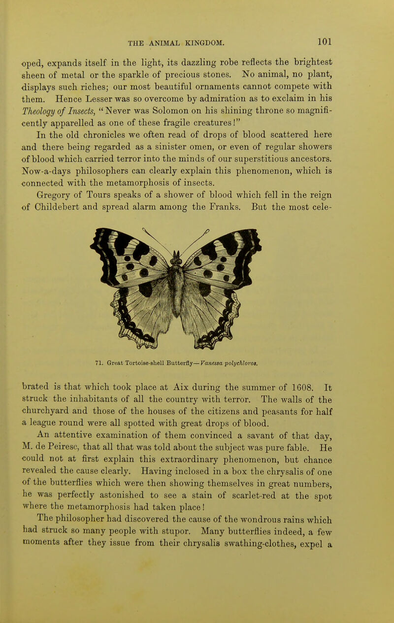 oped, expands itself in the light, its dazzling robe reflects the brightest sheen of metal or the sparkle of precious stones. No animal, no plant, displays such riches; our most beautiful ornaments cannot compete with them. Hence Lesser was so overcome by admiration as to exclaim in his Theology of Insects,  Never was Solomon on his shining throne so magnifi- cently apparelled as one of these fragile creatures! In the old chronicles we often read of drops of blood scattered here and there being regarded as a sinister omen, or even of regular showers of blood which carried terror into the minds of our superstitious ancestors. Now-a-days philosophers can clearly explain this phenomenon, which is connected with the metamorphosis of insects. Gregory of Tours speaks of a shower of blood which fell in the reign of Childebert and spread alarm among the Franks. But the most cele- 71. Great Tortoise-shell Butterfly— Vanessa polychloroi. brated is that which took place at Aix during the summer of 1608. It struck the inhabitants of all the country with terror. The walls of the churchyard and those of the houses of the citizens and peasants for half a league round were all spotted with great drops of blood. An attentive examination of them convinced a savant of that day, M. de Peirese, that all that was told about the subject was pure fable. He could not at first explain this extraordinary phenomenon, but chance revealed the cause clearly. Having inclosed in a box the chrysalis of one of the butterflies which were then showing themselves in great numbers, he was perfectly astonished to see a stain of scarlet-red at the spot where the metamorphosis had taken place! The philosopher had discovered the cause of the wondrous rains which had struck so many people with stupor. Many butterflies indeed, a few moments after they issue from their chrysalis swathing-clothes, expel a