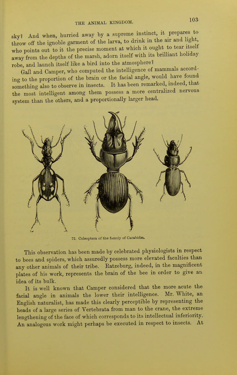 sky^ And when, hurried away by a supreme instinct, it prepares to throw off the ignoble garment of the larva, to drink in the air and light who points out to it the precise moment at which it ought to tear itseit away from the depths of the marsh, adorn itself with its brilliant hohday robe and launch itself like a bird into the atmosphere? Gall and Camper, who computed the intelligence of mammals accord- ing to the proportion of the brain or the facial angle, would have found something also to observe in insects. It has been remarked, indeed, that the most intelligent among them possess a more centralized nervous system than the others, and a proportionally larger head. 72. Coleoptera of the family of Carabidae. This observation has been made by celebrated physiologists in respect to bees and spiders, which assuredly possess more elevated faculties than any other animals of their tribe. Ratzeburg, indeed, in the magnificent plates of his work, represents the brain of the bee in order to give an idea of its bulk. It is well known that Camper considered that the more acute the facial angle in animals the lower their intelligence. Mr. White, an English naturalist, has made this clearly perceptible by representing the heads of a large series of Vertebrata from man to the crane, the extreme lengthening of the face of which corresponds to its intellectual inferiority. An analogous work might perhaps be executed in respect to insects. At