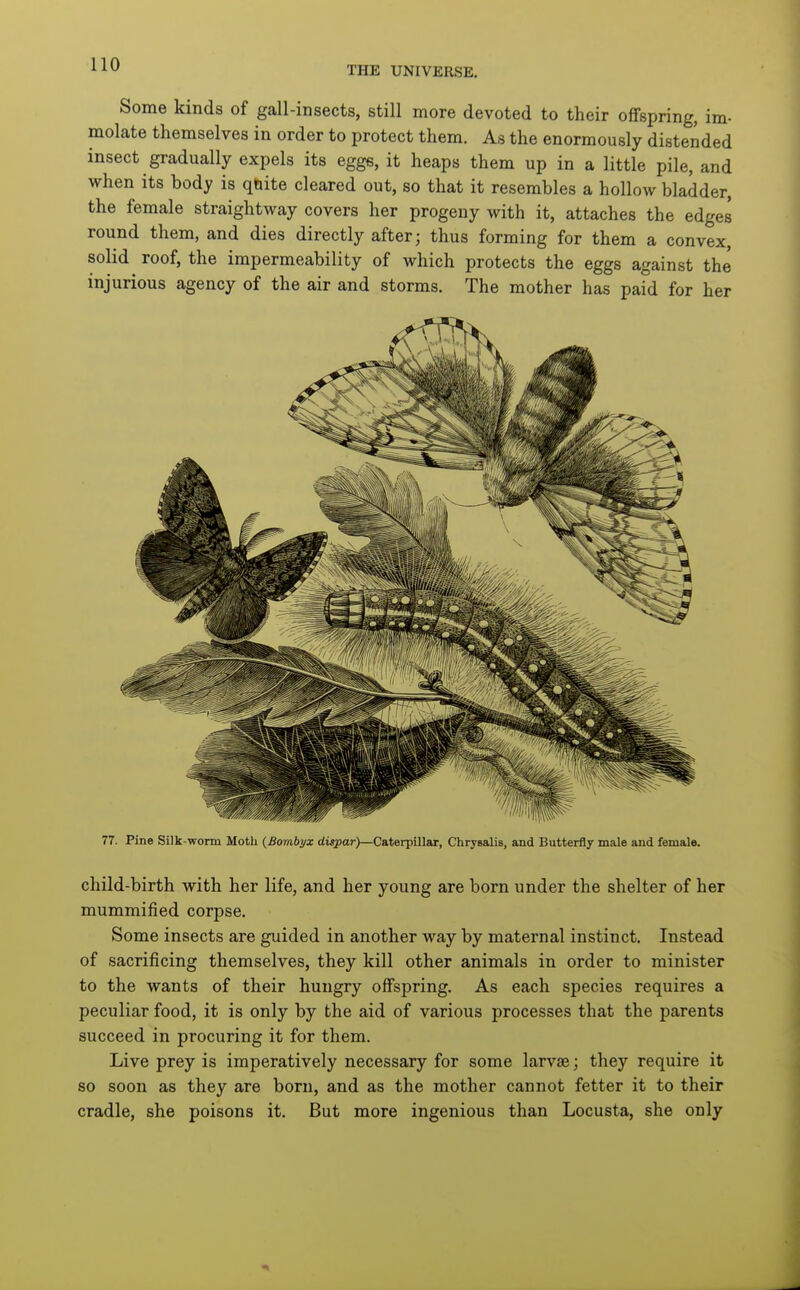 THE UNIVERSE. Some kinds of gall-insects, still more devoted to their offspring, im- molate themselves in order to protect them. As the enormously distended insect gradually expels its eggs, it heaps them up in a little pile, and when its body is qhite cleared out, so that it resembles a hollow bladder, the female straightway covers her progeny with it, attaches the edges round them, and dies directly after; thus forming for them a convex, solid roof, the impermeability of which protects the eggs against the injurious agency of the air and storms. The mother has paid for her 77. Pine Silk-worm Moth {Bombyx dwpar)—Caterpillar, Chrysalis, and Butterfly male and female. child-birth with her life, and her young are born under the shelter of her mummified corpse. Some insects are guided in another way by maternal instinct. Instead of sacrificing themselves, they kill other animals in order to minister to the wants of their hungry offspring. As each species requires a peculiar food, it is only by the aid of various processes that the parents succeed in procuring it for them. Live prey is imperatively necessary for some larvae; they require it so soon as they are born, and as the mother cannot fetter it to their cradle, she poisons it. But more ingenious than Locusta, she only