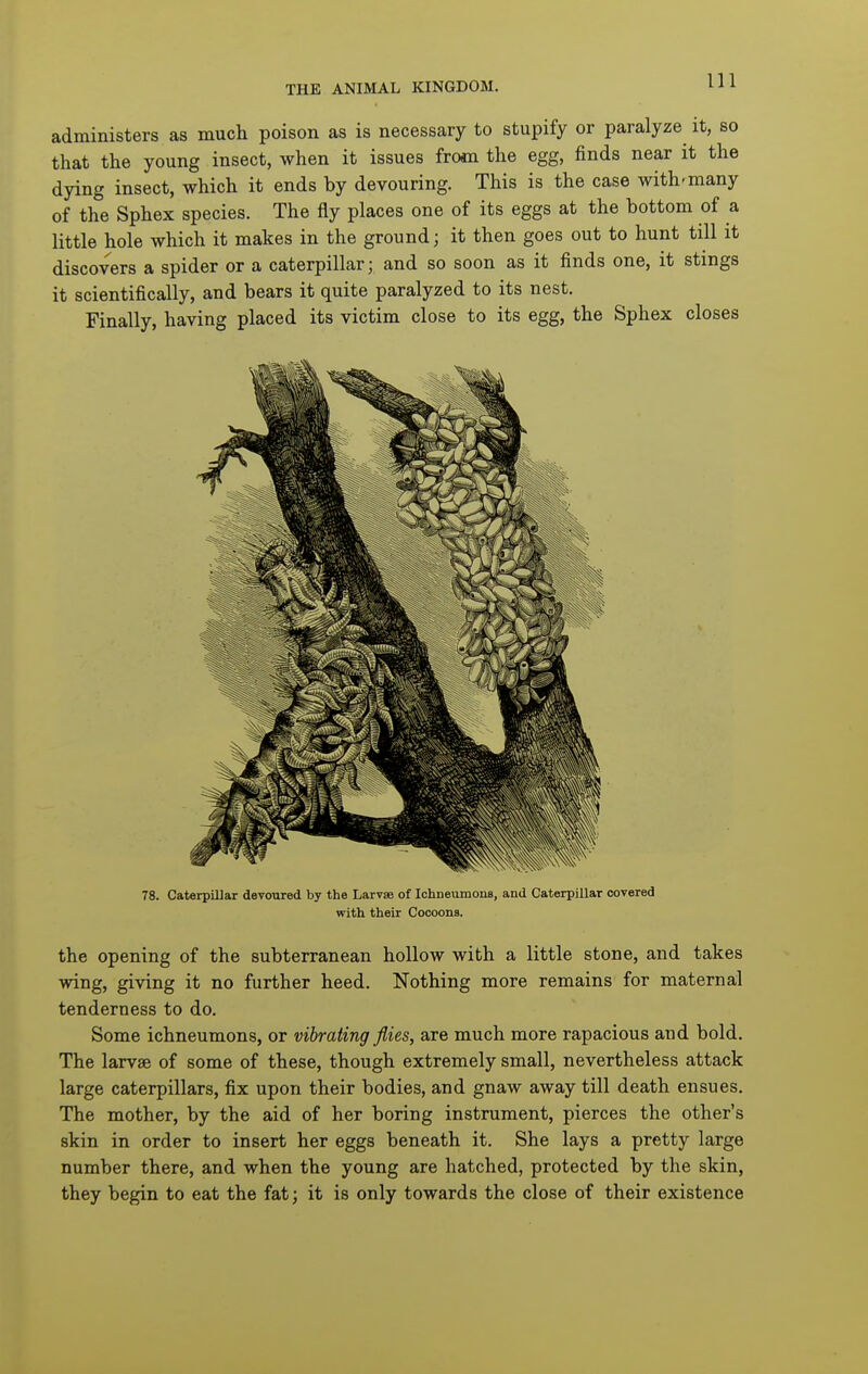administers as much poison as is necessary to stupify or paralyze it, so that the young insect, when it issues from the egg, finds near it the dying insect, which it ends by devouring. This is the case with-many of the Sphex species. The fly places one of its eggs at the bottom of a little hole which it makes in the ground; it then goes out to hunt till it discovers a spider or a caterpillar; and so soon as it finds one, it stings it scientifically, and bears it quite paralyzed to its nest. Finally, having placed its victim close to its egg, the Sphex closes 78. CaterpiUar devoured by the Larvae of Ichneumons, and Caterpillar covered with their Cocoons. the opening of the subterranean hollow with a little stone, and takes wing, giving it no further heed. Nothing more remains for maternal tenderness to do. Some ichneumons, or vibrating flies, are much more rapacious and bold. The larvae of some of these, though extremely small, nevertheless attack large caterpillars, fix upon their bodies, and gnaw away till death ensues. The mother, by the aid of her boring instrument, pierces the other's skin in order to insert her eggs beneath it. She lays a pretty large number there, and when the young are hatched, protected by the skin, they begin to eat the fat; it is only towards the close of their existence
