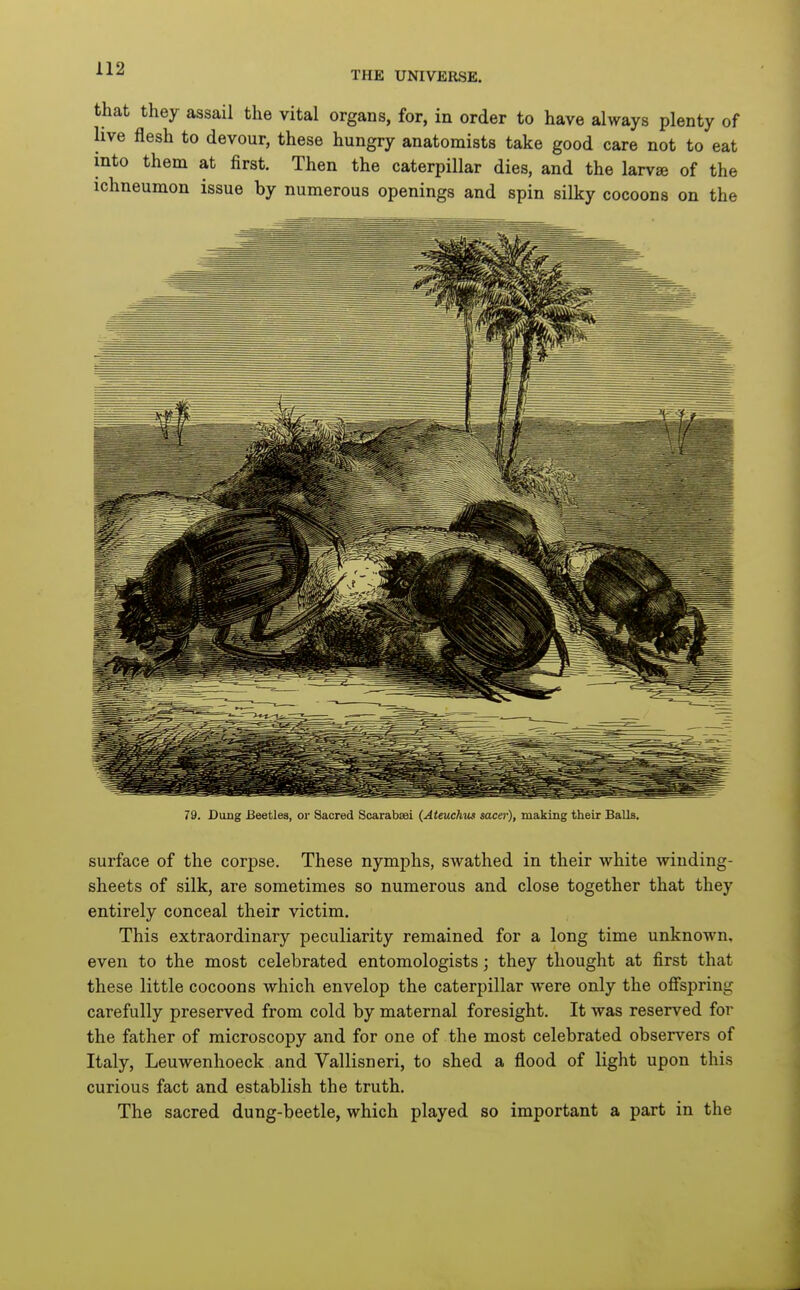 that they assail the vital organs, for, in order to have always plenty of live flesh to devour, these hungry anatomists take good care not to eat into them at first. Then the caterpillar dies, and the larvae of the ichneumon issue by numerous openings and spin silky cocoons on the 79. Dung Beetles, or Sacred Scarabaei (Ateuchus sacer), making their Balls. surface of the corpse. These nymphs, swathed in their white winding- sheets of silk, are sometimes so numerous and close together that they entirely conceal their victim. This extraordinary peculiarity remained for a long time unknown, even to the most celebrated entomologists; they thought at first that these little cocoons which envelop the caterpillar were only the ofi'spring carefully preserved from cold by maternal foresight. It was reserved for the father of microscopy and for one of the most celebrated observers of Italy, Leuwenlioeck and Vallisneri, to shed a flood of light upon this curious fact and establish the truth. The sacred dung-beetle, which played so important a part in the