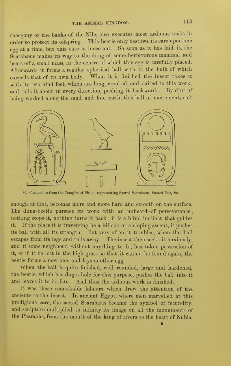 theogony of the banks of the Nile, also executes most arduous tasks in order to protect its offspring. This beetle only bestows its care upon one egg at a time, but this care is incessant. So soon as it has laid it, the Scarabffius makes its way to the dung of some herbivorous mammal and bears off a small mass, in the centre of which this egg is carefully placed. Afterwards it forms a regular spherical ball with it, the bulk of which exceeds that of its own body. When it is finished the insect takes it with its two hind feet, which are long, crooked, and suited to this work, and rolls it about in every direction, pushing it backwards. By dint of being worked along the sand and fine earth, this ball of excrement, soft 80. Cartouches from the Temples of Philae, representing Saored Soarabwus, Sacred Ibis, <fec. enough at first, becomes more and more hard and smooth on the surface. The dung-beetle pursues its work with an unheard-of perseverance; nothing stops it, nothing turns it back; it is a blind instinct that guides it. If the place it is traversing be a hillock or a sloping ascent, it pushes its ball with all its strength. But very often it tumbles, when the ball escapes from its legs and rolls away. The insect then seeks it anxiously, and if some neighbour, without anything to do, has taken possession of it, or if it be lost in the high grass so that it cannot be found again, the beetle forms a new one, and lays another egg. When the ball is quite finished, well rounded, large and hardened, the beetle, which has dug a hole for this purpose, pushes the ball into it and leaves it to its fate. And thus the arduous work is finished. It was these remarkable labours which drew the attention of the ancients to the insect. In ancient Egypt, where men marvelled at this prodigious care, the sacred Scarabseus became the symbol of fecundity, and sculpture multiplied to infinity its image on all the monuments of the Pharaohs, from the mouth of the king of rivers to the heart of Nubia. 8