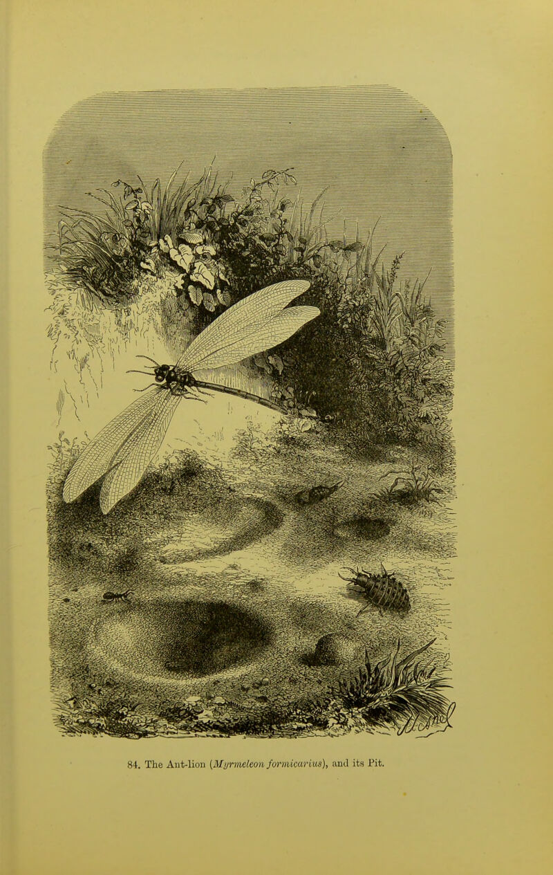84. The Aut-lion (Mijrmeleon formicarius), and its Pit.
