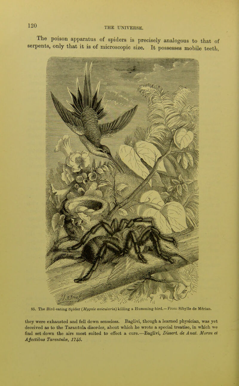 The poison apparatus of spiders is precisely analogous to that of serpents, only that it is of microscopic size. It possesses mobile teeth, 85. The Bird-eating apider {Mygdle avicularia) killing a Humming-bird.— Pron; Sibylle de M6rian. they were exhausted and fell down senseless. Baglivi, though a learned physician, was yet deceived as to the Tarantula disorder, about which he wrote a special treatise, in which we find set down the airs most suited to effect a cure.—Baglivi, Dissert, de A not. Morsu et Afectibus Tarentulce, 174S.