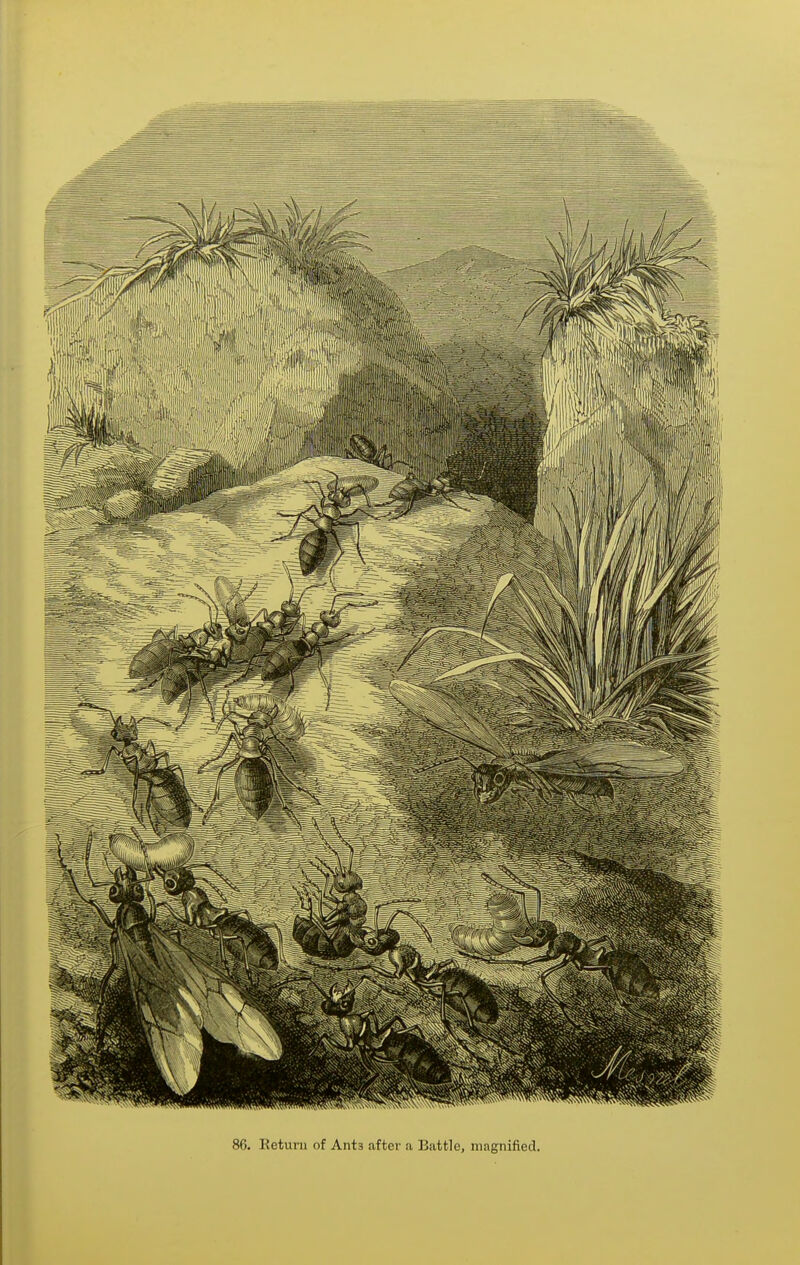 86. Returu of Ants after a Battle, magnified.