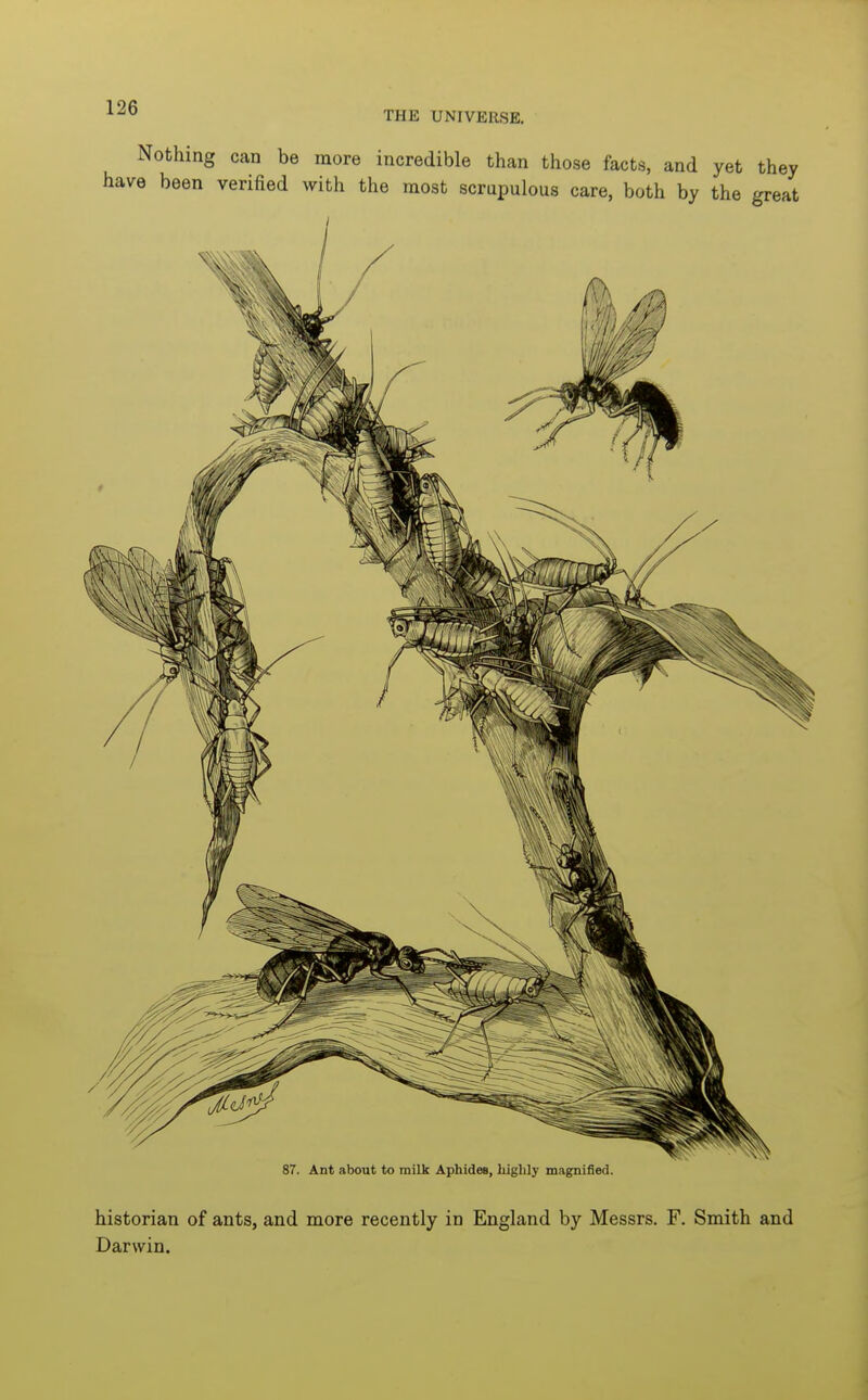 87. Ant about to milk Aphides, liiglily magnified. historian of ants, and more recently in England by Messrs. F. Smith and Darwin.
