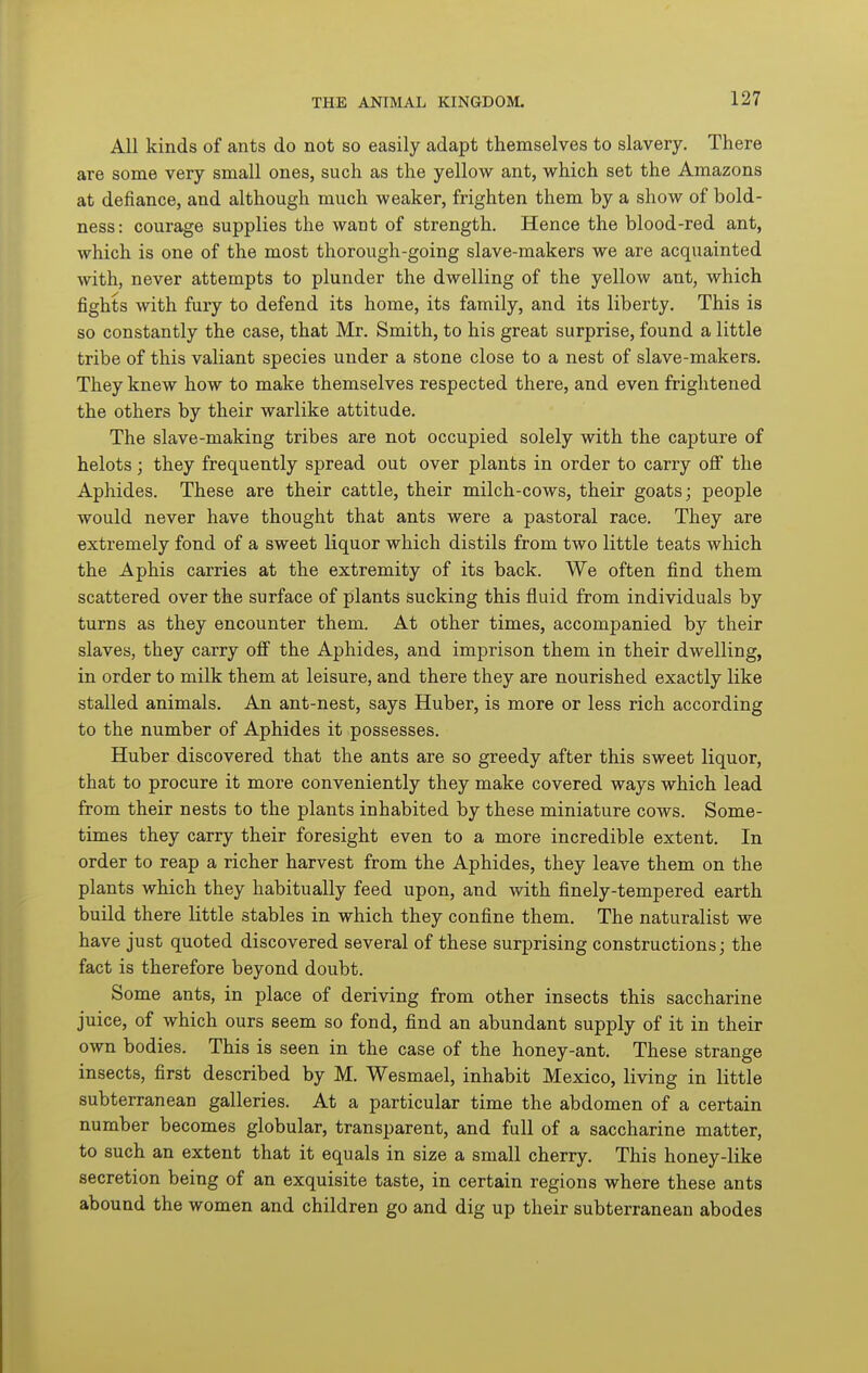All kinds of ants do not so easily adapt themselves to slavery. There are some very small ones, such as the yellow ant, which set the Amazons at defiance, and although much weaker, frighten them by a show of bold- ness: courage supplies the want of strength. Hence the blood-red ant, which is one of the most thorough-going slave-makers we are acquainted with, never attempts to plunder the dwelling of the yellow ant, which fights with fury to defend its home, its family, and its liberty. This is so constantly the case, that Mr. Smith, to his great surprise, found a little tribe of this valiant species under a stone close to a nest of slave-makers. They knew how to make themselves respected there, and even frightened the others by their warlike attitude. The slave-making tribes are not occupied solely with the capture of helots; they frequently spread out over plants in order to carry off the Aphides. These are their cattle, their milch-cows, their goats; people would never have thought that ants were a pastoral race. They are extremely fond of a sweet liquor which distils from two little teats which the Aphis carries at the extremity of its back. We often find them scattered over the surface of plants sucking this fluid from individuals by turns as they encounter them. At other times, accompanied by their slaves, they carry off the Aphides, and imprison them in their dwelling, in order to milk them at leisure, and there they are nourished exactly like stalled animals. An ant-nest, says Huber, is more or less rich according to the number of Aphides it possesses. Huber discovered that the ants are so greedy after this sweet liquor, that to procure it more conveniently they make covered ways which lead from their nests to the plants inhabited by these miniature cows. Some- times they carry their foresight even to a more incredible extent. In order to reap a richer harvest from the Aphides, they leave them on the plants which they habitually feed upon, and with finely-tempered earth build there little stables in which they confine them. The naturalist we have just quoted discovered several of these surprising constructions; the fact is therefore beyond doubt. Some ants, in place of deriving from other insects this saccharine juice, of which ours seem so fond, find an abundant supply of it in their own bodies. This is seen in the case of the honey-ant. These strange insects, first described by M. Wesmael, inhabit Mexico, living in little subterranean galleries. At a particular time the abdomen of a certain number becomes globular, transparent, and full of a saccharine matter, to such an extent that it equals in size a small cherry. This honey-like secretion being of an exquisite taste, in certain regions where these ants abound the women and children go and dig up their subterranean abodes