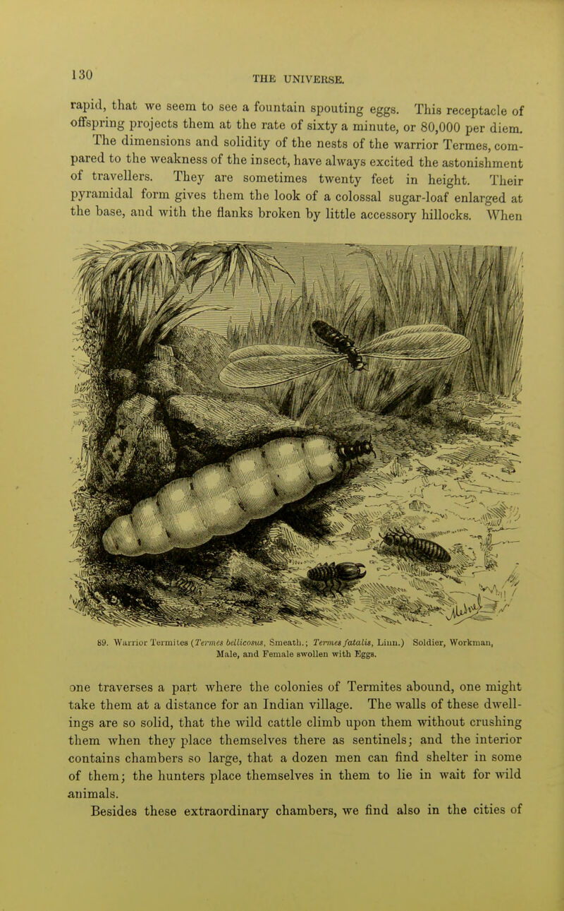 rapid, that we seem to see a fountain spouting eggs. This receptacle of oflFspring projects them at the rate of sixty a minute, or 80,000 per diem. The dimensions and solidity of the nests of the warrior Termes, com- pared to the Aveakness of the insect, have always excited the astonishment of travellers. They are sometimes twenty feet in height. Their pyramidal form gives them the look of a colossal sugar-loaf enlarged at the base, and with the flanks broken by little accessory hillocks. When 89. Warrior Termites (TemM 6e2Wco«u«, Sraeaili.; Termes faialis, hinn.) Soldier, Workman, Male, and Female swollen with Eggs. one traverses a part where the colonies of Termites abound, one might take them at a distance for an Indian village. The walls of these dwell- ings are so solid, that the wild cattle climb upon them without crushing them when they place themselves there as sentinels; and the interior contains chambers so large, that a dozen men can find shelter in some of them; the hunters place themselves in them to lie in wait for wild animals. Besides these extraordinary chambers, we find also in the cities of