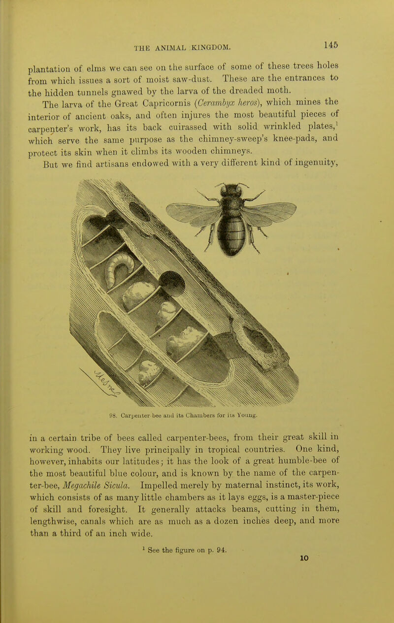 plantation of elms we can see on the surface of some of these trees holes from which issues a sort of moist saw-dust. These are the entrances to the hidden tunnels gnawed by the larva of the dreaded moth. The larva of the Great Capricornis (Cerambyx hews), which mines the interior of ancient oaks, and often injures the most beautiful pieces of carpenter's work, has its back cuirassed mth solid wrinkled plates,^ which serve the same purpose as the chimney-sweep's knee-pads, and protect its skin when it climbs its wooden chimneys. But we find artisans endowed with a very different kind of ingenuity. 98. Carijenter bee and its Chambers for its Yoiiug. in a certain tribe of bees called carpenter-bees, from their great skill in working wood. They live principally in tropical countries. One kind, however, inhabits our latitudes; it has the look of a great humble-bee of the most beautiful blue colour, and is known by the name of the carpen- ter-bee, Megachile Sicula. Impelled merely by maternal instinct, its work, which consists of as many little chambers as it lays eggs, is a master-piece of skill and foresight. It generally attacks beams, cutting in them, lengthwise, canals which are as much as a dozen inches deep, and more than a third of an inch wide. ^ See the figure on p. 94. 10