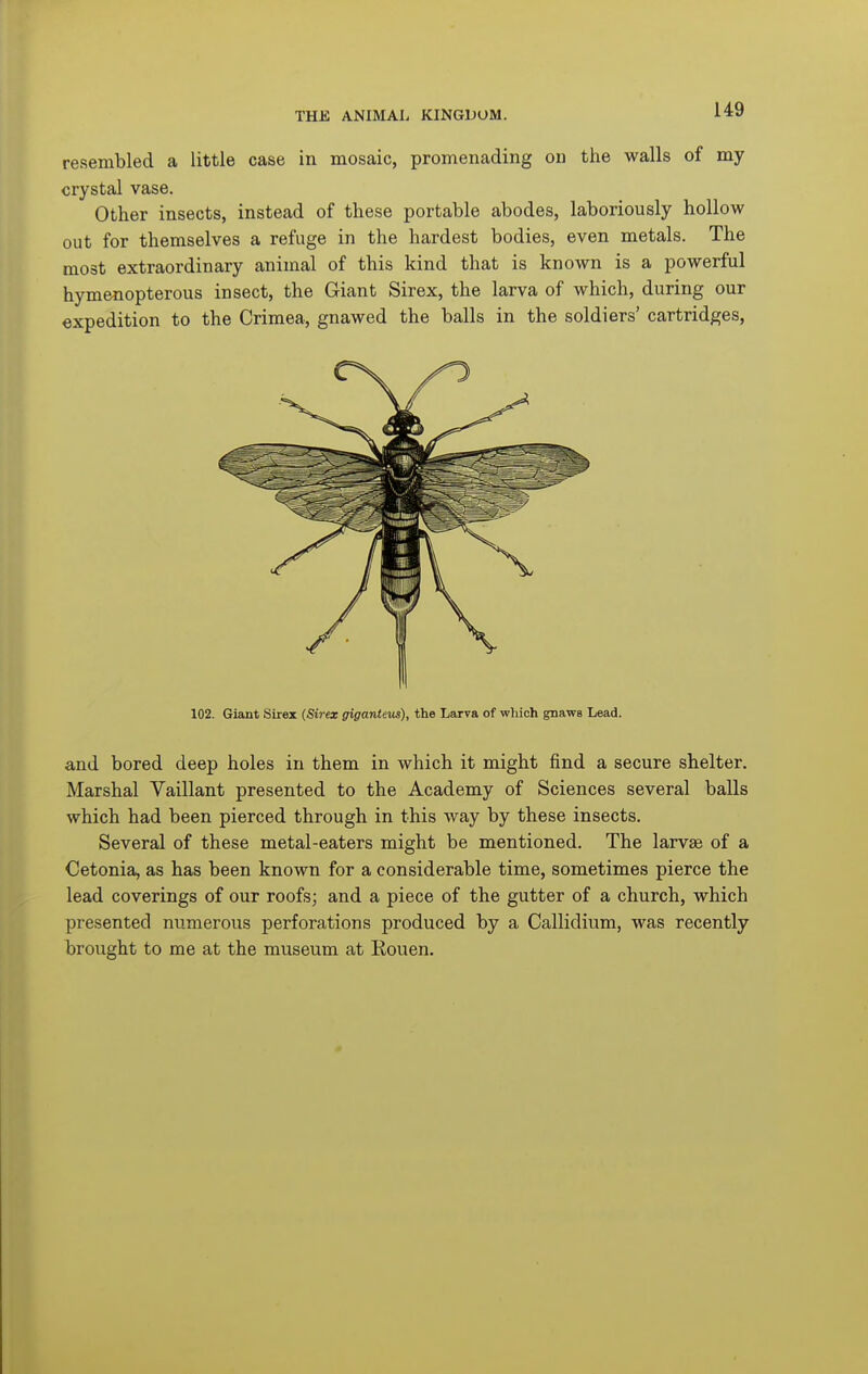 resembled a little case in mosaic, promenading on the walls of my crystal vase. Other insects, instead of these portable abodes, laboriously hollow out for themselves a refuge in the hardest bodies, even metals. The most extraordinary animal of this kind that is known is a powerful hymenopterous insect, the Giant Sirex, the larva of which, during our expedition to the Crimea, gnawed the balls in the soldiers' cartridges, 102. Giant Sirex (Sirex giganieus), the Laxva of which gnaws Lead. and bored deep holes in them in which it might find a secure shelter. Marshal Vaillant presented to the Academy of Sciences several balls which had been pierced through in this way by these insects. Several of these metal-eaters might be mentioned. The larvae of a Cetonia, as has been known for a considerable time, sometimes pierce the lead coverings of our roofs; and a piece of the gutter of a church, which presented numerous perforations produced by a Callidium, was recently brought to me at the museum at Rouen.