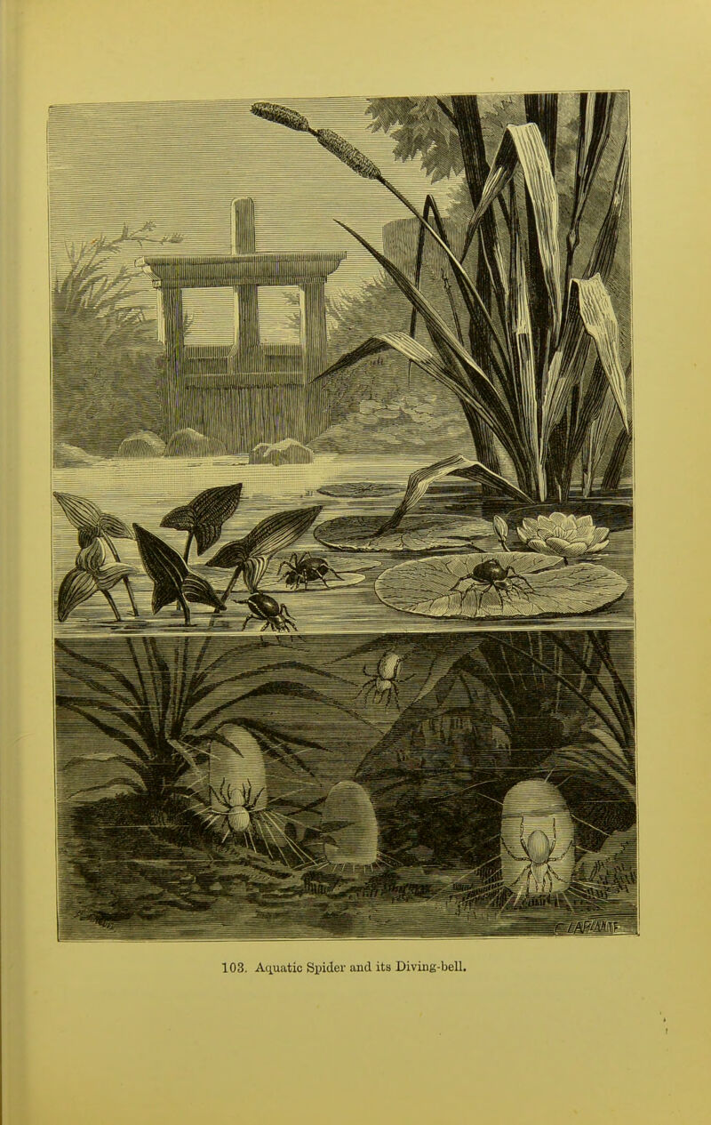 103. Aquatic Spider and its Diving-bell.