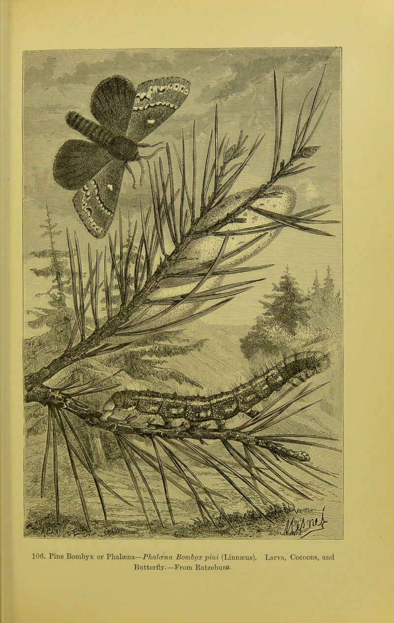 106. Pine Bonibyx or Phalaena—P/taZfcrja Bombyxpini (Linnaeus). Larva, Cocoons, and Butterfly.—From Eatzeburtf-