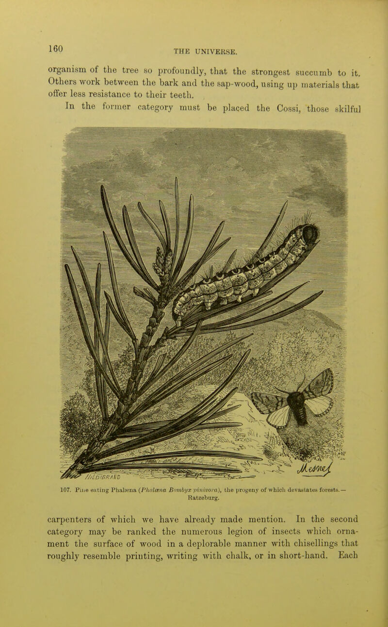 organism of the tree so profoundly, that the strongest succumb to it. Others work between the bark and the sap-wood, using up materials that offer less resistance to their teeth. In the former category must be placed the Cossi, those skilful 107. Pine eating Phalsena (Phalcsna Bnmbyx pinivora), ihe progeny of whioli devastates forests.— Ratzeburg. carpenters of which we have already made mention. In the second category may be ranked the numerous legion of insects which orna- ment the surface of wood in a deplorable manner with chisellings that roughly resemble printing, writing with chalk, or in short-hand. Each