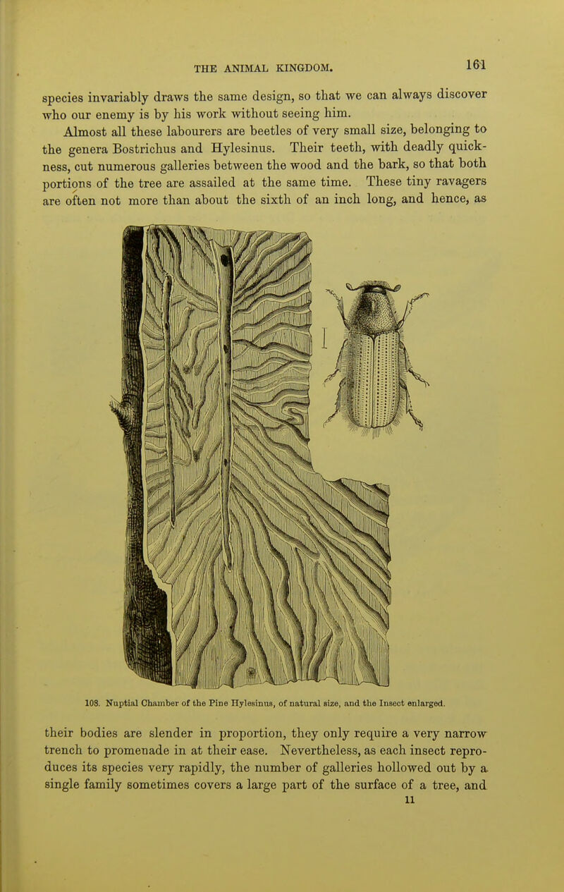 species invariably draws the same design, so that we can always discover who our enemy is by his work without seeing him. Almost all these labourers are beetles of very small size, belonging to the genera Bostrichus and Hylesinus. Their teeth, with deadly quick- ness, cut numerous galleries between the wood and the bark, so that both portions of the tree are assailed at the same time. These tiny ravagers are often not more than about the sixth of an inch long, and hence, as 108. Nuptial Chamber of the Pine Hylesinus, of natural size, and the Insect enlarged. their bodies are slender in proportion, they only require a very narrow trench to promenade in at their ease. Nevertheless, as each insect repro- duces its species very rapidly, the number of galleries hollowed out by a. single family sometimes covers a large part of the surface of a tree, and 11