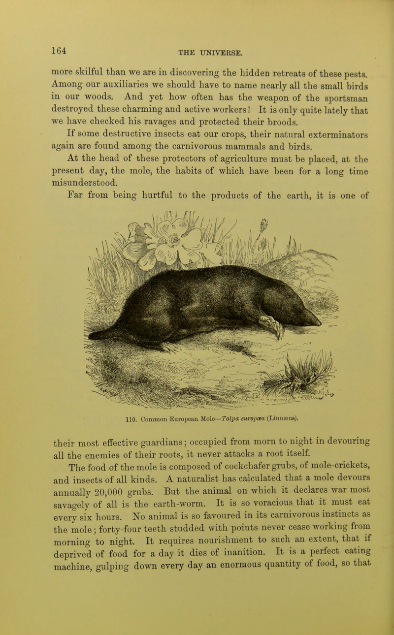 more skilful than we are in discovering the hidden retreats of these pests. Among our auxiliaries we should have to name nearly all the small birds in our woods. And yet how often has the weapon of the sportsman destroyed these charming and active workers! It is only quite lately that we have checked his ravages and protected their broods. If some destructive insects eat our crops, their natural exterminators again are found among the carnivorous mammals and birds. At the head of these protectors of agriculture must be placed, at the present day, the mole, the habits of which have been for a long time misunderstood. Far from being hurtful to the products of the earth, it is one of 110. Common European Mole—Talpa europaea (Linnaeus). their most effective guardians; occupied from morn to night in devouring all the enemies of their roots, it never attacks a root itself. The food of the mole is composed of cockchafer grubs, of mole-crickets, and insects of all kinds. A naturalist has calculated that a mole devours annually 20,000 grubs. But the animal on which it declares Avar most savagely of all is the earth-worm. It is so voracious that it must eat every six hours. No animal is so favoured in its carnivorous instincts as the mole; forty-four teeth studded with points never cease working from morning to night. It requires nourishment to such an extent, that if deprived of food for a day it dies of inanition. It is a perfect eating machine, gulping down every day an enormous quantity of food, so that