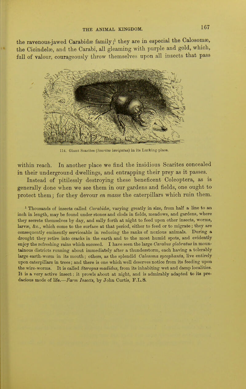 the ravenous-jawed Carabidse family;^ they are in especial the Calosomae, the Cicindelffi, and the Carabi, all gleaming with purple and gold, which, full of valour, courageously throw themselves upon all insects that pass 114. Giant Scarites (ScoWie* l<Koigaius) in its Lurking-place. within reach. In another place we find the insidious Scarites concealed in their underground dwellings, and entrapping their prey as it passes. Instead of pitilessly destroying these beneficent Coleoptera, as is generally done when we see them in our gardens and fields, one ought to protect them; for they devour m masse the caterpillars which ruin them. ^ Thousands of insects called Carabidoe, varying greatly in size, from half a line to an inch in length, may be found under stones and clods in fields, meadows, and gardens, where they secrete themselves by day, and sally forth at night to feed upon other insects, worms, larvse, &c., which come to the surface at that period, either to feed or to migrate; they are consequently eminently serviceable in reducing the ranks of noxious animals. During a drought they retire into cracks in the earth and to the most humid spots, and evidently enjoy the refreshing rains which succeed. I have seen the large Cardbus gldbratus in moun- tainous districts running about immediately after a thunderstorm, each having a tolerably large earth-worm in its mouth; others, as the splendid Calosoma sycophanta, live entirely upon caterpillars in trees; and there is one which well deserves notice from its feeding upon the wire-worms. It is called Steropus madidus, from its inhabiting wet and damp localities. It is a very active insect; it prowls about at night, and is admirably adapted to its pre- dacious mode of life.—Farm Insects, by John Curtis, F.L. S.