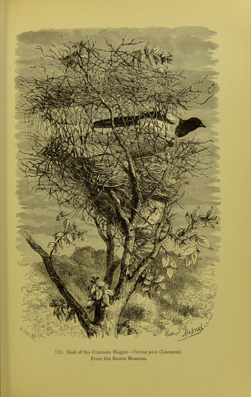 115. Nest of the Common Mugpie—Coj'vus pica (Linnseus). From the Rouen Museum.