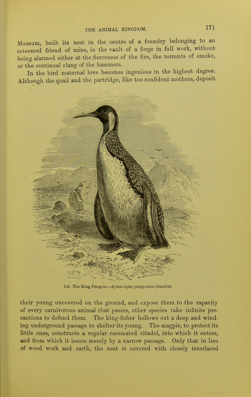 Museum, built its nest in the centre of a foundry belonging to an esteemed friend of mine, in the vault of a forge in full work, without being alarmed either at the fierceness of the fire, the torrents of smoke, or the continual clang of the hammers. In the bird maternal love becomes ingenious in the highest degree. Although the quail and the partridge, like too confident mothers, deposit 116. The King Fengma—AptenodT/tespatagonica (Gmelin). their young uncovered on the ground, and expose them to the rapacity of every carnivorous animal that passes, other species take infinite pre- cautions to defend them. The king-fisher hollows out a deep and wind- ing underground passage to shelter its young. The magpie, to protect its little ones, constructs a regular casemated citadel, into which it enters, and from which it issues merely by a narrow passage. Only that in lieu of wood work and earth, the nest is covered with closely interlaced
