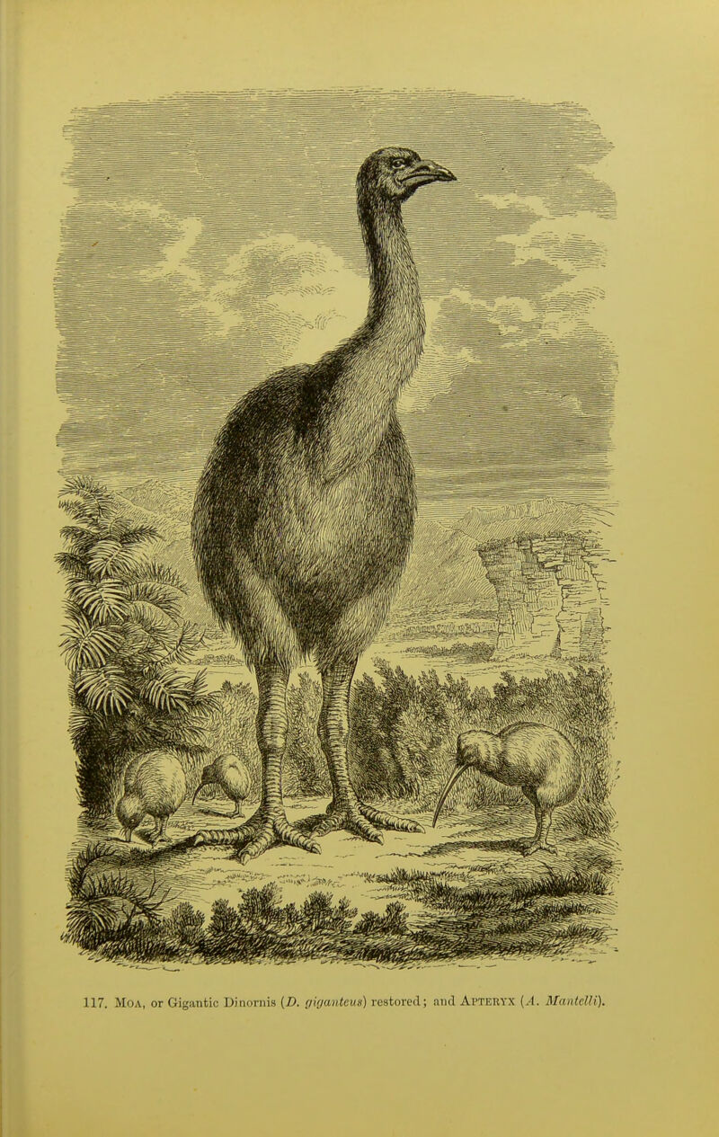 117. MoA, or Gigantic Dinornis (Z», (tiganteus) restored; and Apteryx [A. ManteUi).