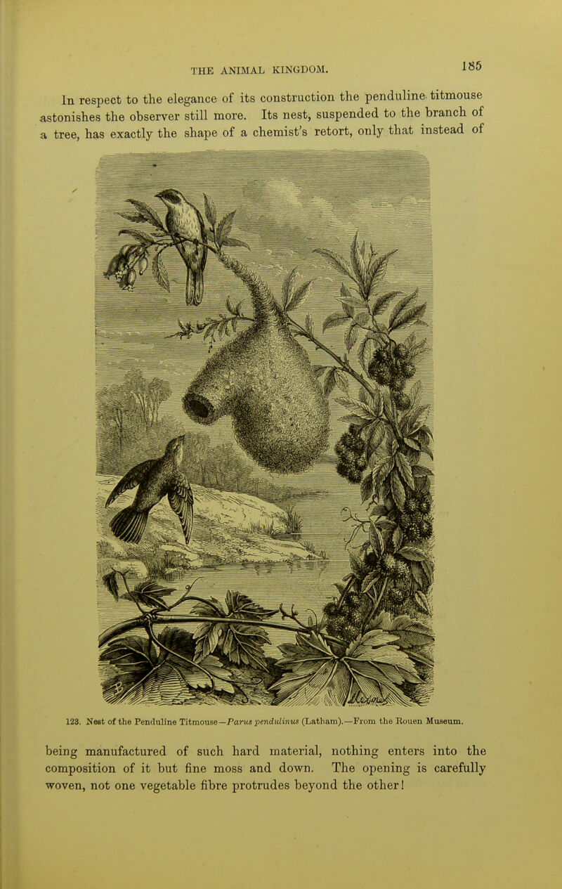 186 In respect to the elegance of its construction the penduline titmouse astonishes the observer still more. Its nest, suspended to the branch of a tree, has exactly the shape of a chemist's retort, only that instead of 128. Nest of the Penduline TitmonBe—Parus pendidinits (Latham).—From the Rouen Museum. being manufactured of such hard material, nothing enters into the composition of it but fine moss and down. The opening is carefully woven, not one vegetable fibre protrudes beyond the other!