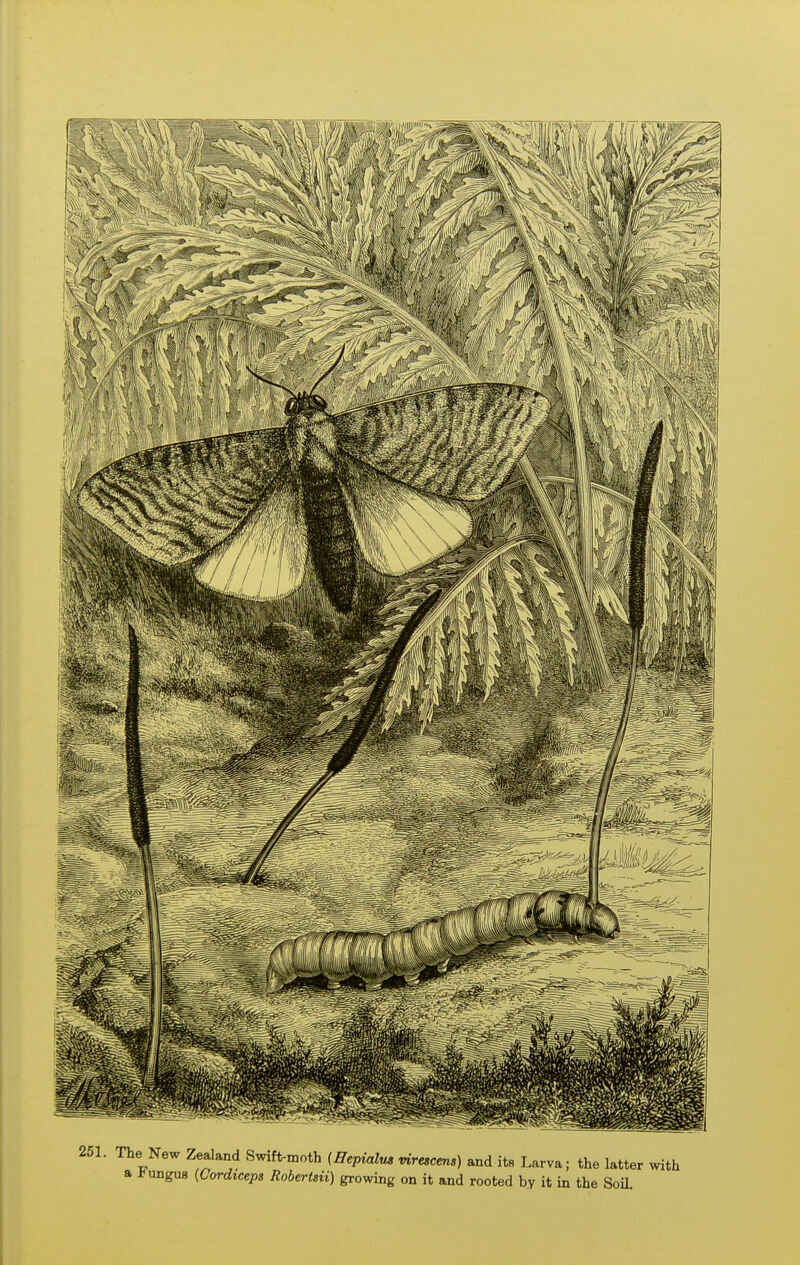 251. The New Zealand Swift-moth (Hepialm mrescens) and itB Larva; the latter with a J?ungus {Cordiceps Robertsii) growing on it and rooted by it in the Soil.