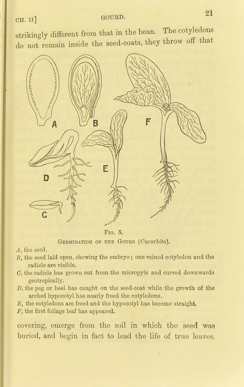 GOURD. strikincrly different from that in the bean. The cotyledons do not'remain inside the seed-coats, they throw off that Fig. 5, Germination op the Goued {Cxiatrhita). A, the seed. B, the seed laid open, showing the embryo; one veined cotyledon and the radicle are visible. C, the radicle has grown out from the micropyle and curved downwards geotropicaUy. D, the peg or heel has caught on the seed-coat while the growth of the arched hypocotyl has nearly freed the cotyledons. E, the cotyledons are freed and the hypocotyl has become straight, F, the first foliage leaf has appeared. covering, emerge from the soil in which the seed was buried, and begin in fact to lead the life of true leaves.