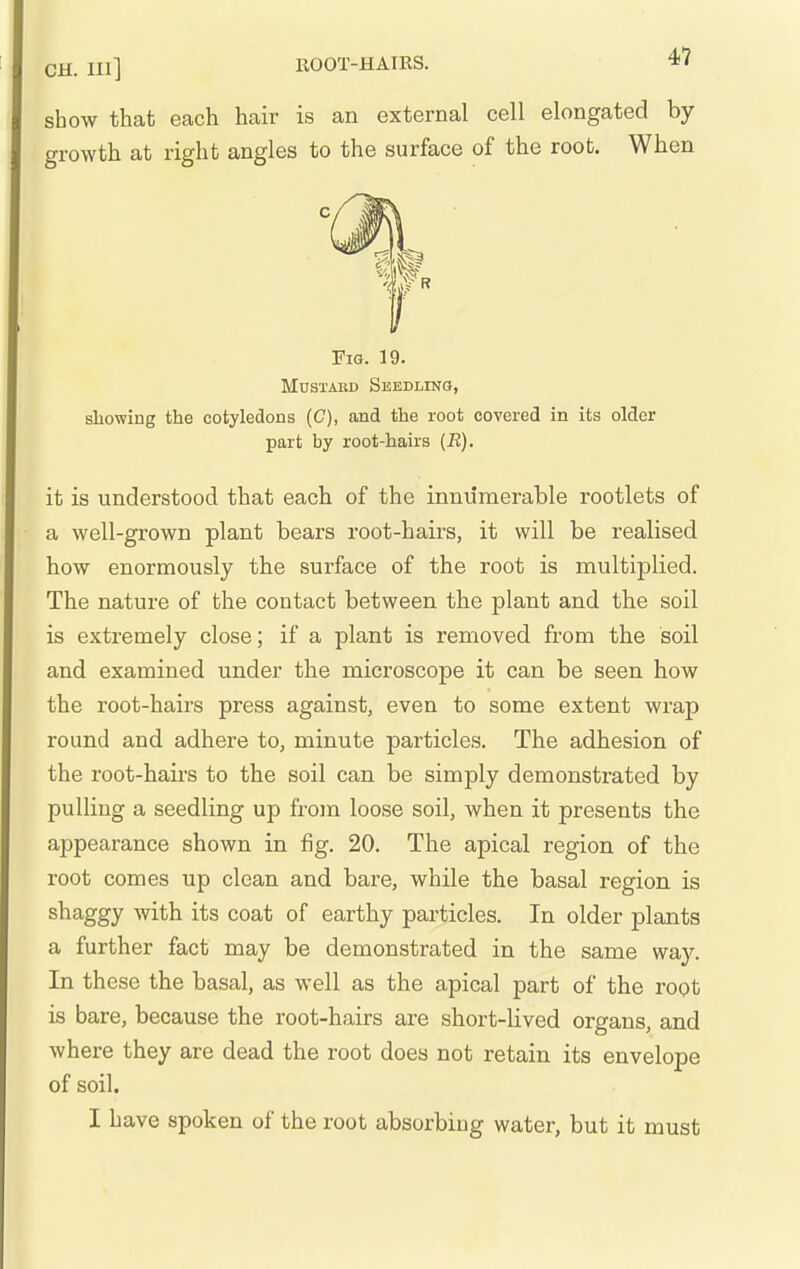 CH. Ill] ROOT-HAIRS. *' show that each hair is an external cell elongated by growth at right angles to the surface of the root. When Fig. 19. MUSTAKD Seedlino, showing the cotyledons (C), and the root covered in its older part by root-hairs (R). it is understood that each of the innumerable rootlets of a well-grown plant bears root-hairs, it will be realised how enormously the surface of the root is multiplied. The nature of the contact between the plant and the soil is extremely close; if a plant is removed from the soil and examined under the microscope it can be seen how the root-hairs press against, even to some extent wrap round and adhere to, minute particles. The adhesion of the root-hairs to the soil can be simply demonstrated by pulling a seedling up from loose soil, when it presents the appearance shown in fig. 20. The apical region of the root comes up clean and bare, while the basal region is shaggy with its coat of earthy particles. In older plants a further fact may be demonstrated in the same way. In these the basal, as well as the apical part of the root is bare, because the root-hairs are short-lived organs, and where they are dead the root does not retain its envelope of soil.