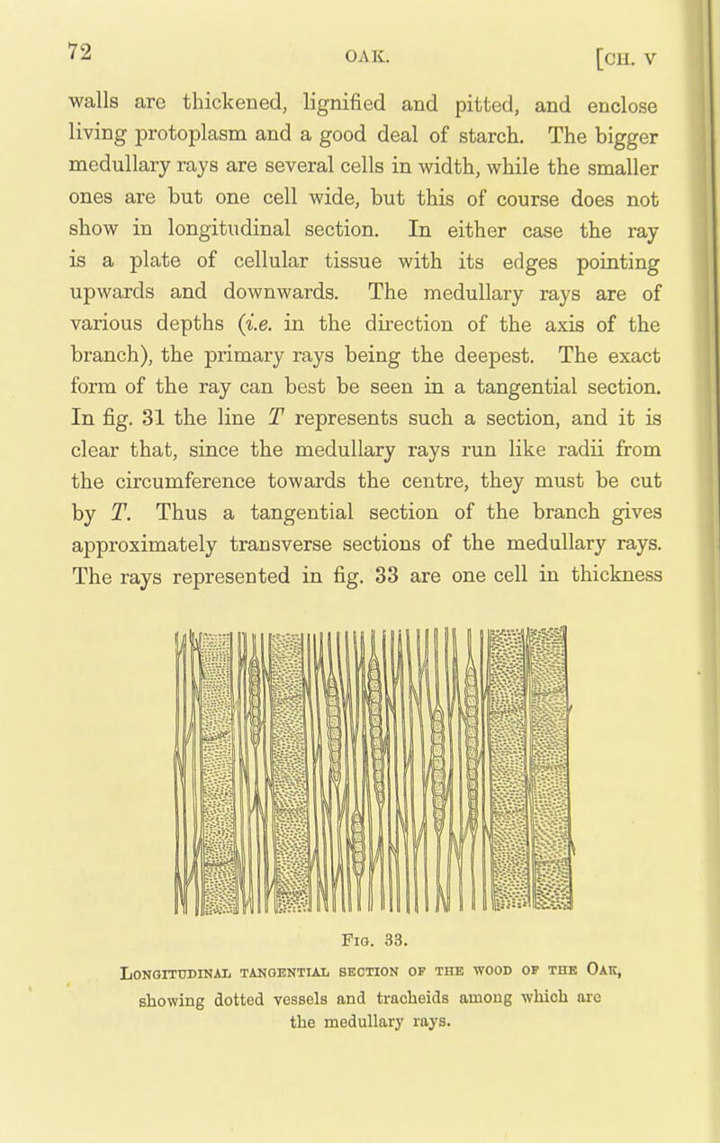 walls are thickened, lignified and pitted, and enclose living protoplasm and a good deal of starch. The bigger medullary rays are several cells in width, while the smaller ones are but one cell wide, but this of course does not show in longitudinal section. In either case the ray is a plate of cellular tissue with its edges pointing upwards and downwards. The medullary rays are of various depths {i.e. in the direction of the axis of the branch), the primary rays being the deepest. The exact form of the ray can best be seen in a tangential section. In fig. 31 the line T represents such a section, and it is clear that, since the medullary rays run like radii from the circumference towards the centre, they must be cut by T. Thus a tangential section of the branch gives approximately transverse sections of the medullary rays. The rays represented in fig. 33 are one cell in thickness Fio. 33. LoNQITUDINAIi TANOENTUL SECTION OF THE WOOD OP THE Oak, showing dotted vessels and tracheids among which arc the medullary rays.