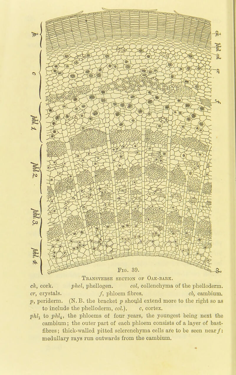 Teansveese section of Oak-baek. c7c, cork. phel, phellogen. col, collencliyma of the phelloderm. cr, crystals. /, phloem fibres. cb, cambium. p, periderm. (N. B. the bracket p should extend more to the right so as to include the phelloderm, col.). c, cortex. phli to phl^, the phloems of four years, the youngest being next the cambium; the outer part of each phloem consists of a layer of bast- fibres; thick-walled pitted sclerenchyma cells are to be seen near/: medullary rays run outwards from the cambium.