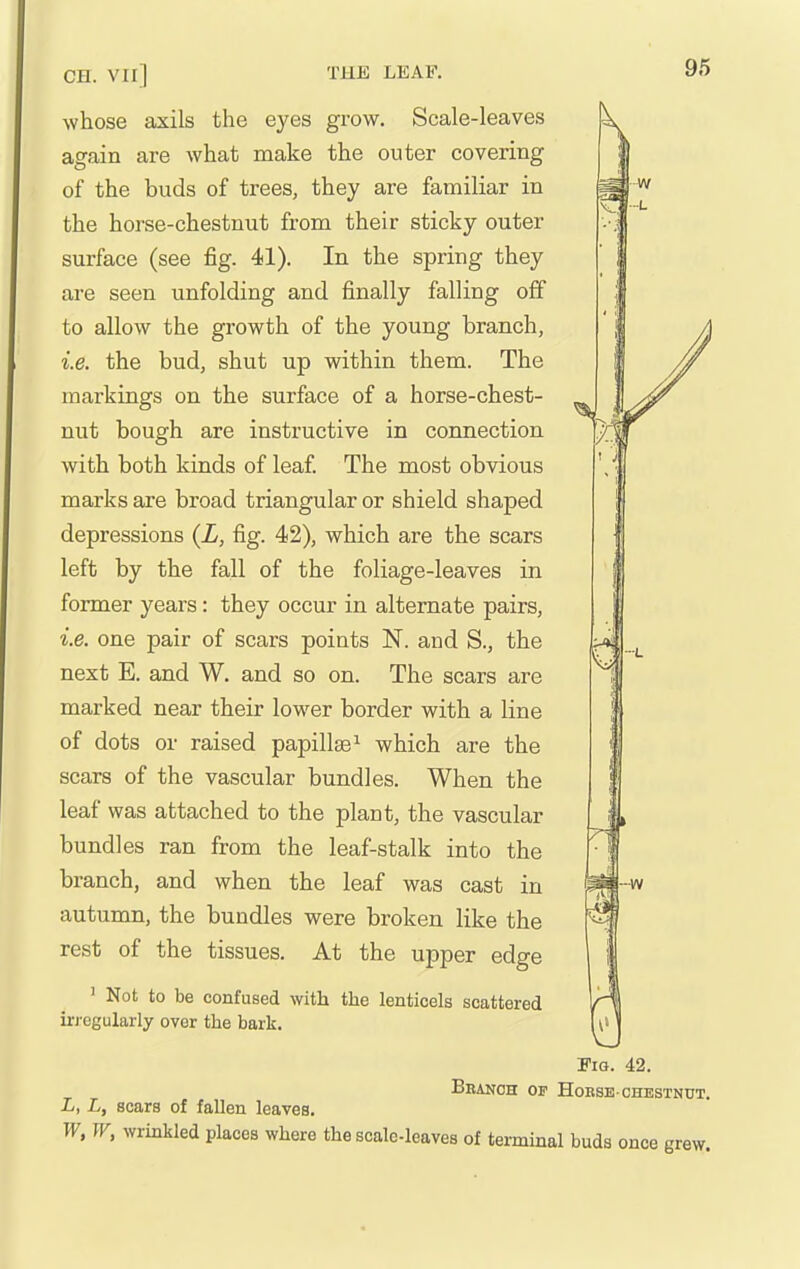 whose axils the eyes grow. Scale-leaves again are what make the outer covering of the buds of trees, they are familiar in the horse-chestnut from their sticky outer surface (see fig. 41). In the spring they are seen unfolding and finally falling off to allow the growth of the young branch, i.e. the bud, shut up within them. The markings on the surface of a horse-chest- nut bough are instructive in connection with both kinds of leaf. The most obvious marks are broad triangular or shield shaped depressions (L, fig. 42), which are the scars left by the fall of the foliage-leaves in former years: they occur in alternate pairs, i.e. one pair of scars points N. and S., the next E. and W. and so on. The scars are marked near their low^er border with a line of dots or raised papillae ^ which are the scars of the vascular bundles. When the leaf was attached to the plant, the vascular bundles ran from the leaf-stalk into the branch, and when the leaf was cast in autumn, the bundles were broken like the rest of the tissues. At the upper edge ' Not to be confused with the lenticels scattered h'l'Bgularly over the bark. Pia. 42. Bbakoh op Hobse-chestnut. L, L, scars of fallen leaves. W, W, wrinkled places where the scale-leaves of terminal buds once grew.