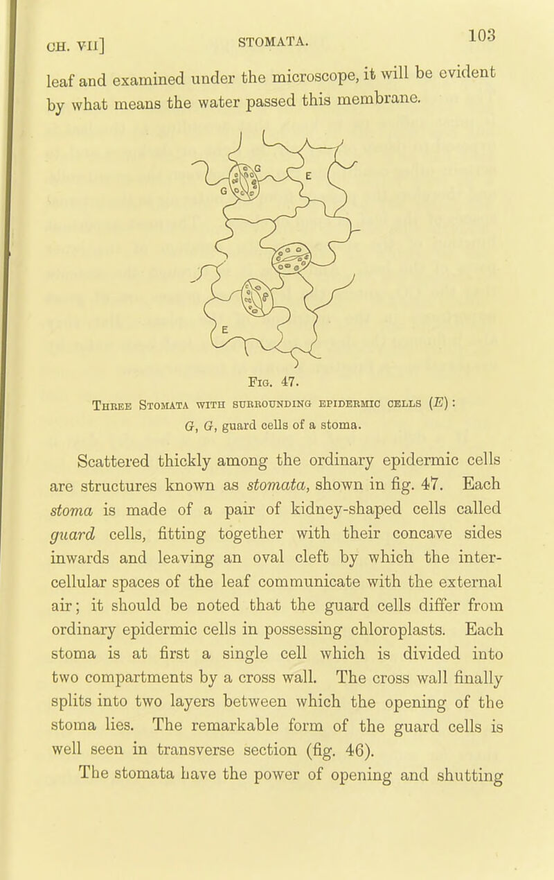 leaf and examined under the microscope, it will be evident by what means the water passed this membrane. Fig. 47. Three Stomata with suehounding epidermic cells {E) : G, G, guard cells of a stoma. Scattered thickly among the ordinary epidermic cells are structures known as stomata, shown in fig. 47. Each stoma is made of a pair of kidney-shaped cells called guard cells, fitting together with their conca.ve sides inwards and leaving an oval cleft by which the inter- cellular spaces of the leaf communicate with the external air; it should be noted that the guard cells differ from ordinary epidermic cells in possessing chloroplasts. Each stoma is at first a single cell which is divided into two compartments by a cross wall. The cross wall finally splits into two layers between which the opening of the stoma lies. The remarkable form of the guard cells is well seen in transverse section (fig. 46). The stomata have the power of opening and shutting