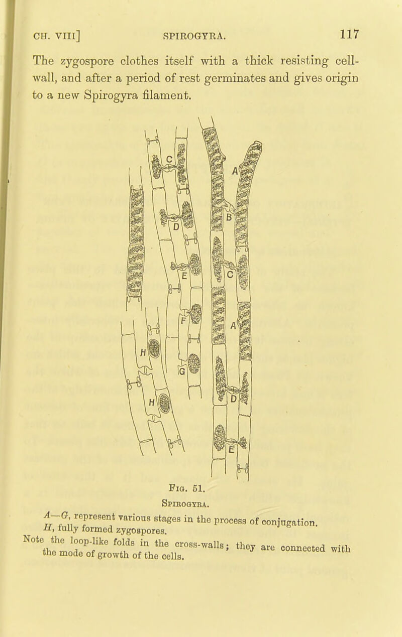 CH. VIIl] The zygospore clothes itself with a thick resisting cell- wall, and after a period of rest germinates and gives origin to a new Spirogyra filament. Fio. 51. Spieogyra. ^-G represent various stages in the process of conjugation. M, fully formed zygospores 'Ve'moZf'' cross-walls; they are connected with the mode of growth of the cells.