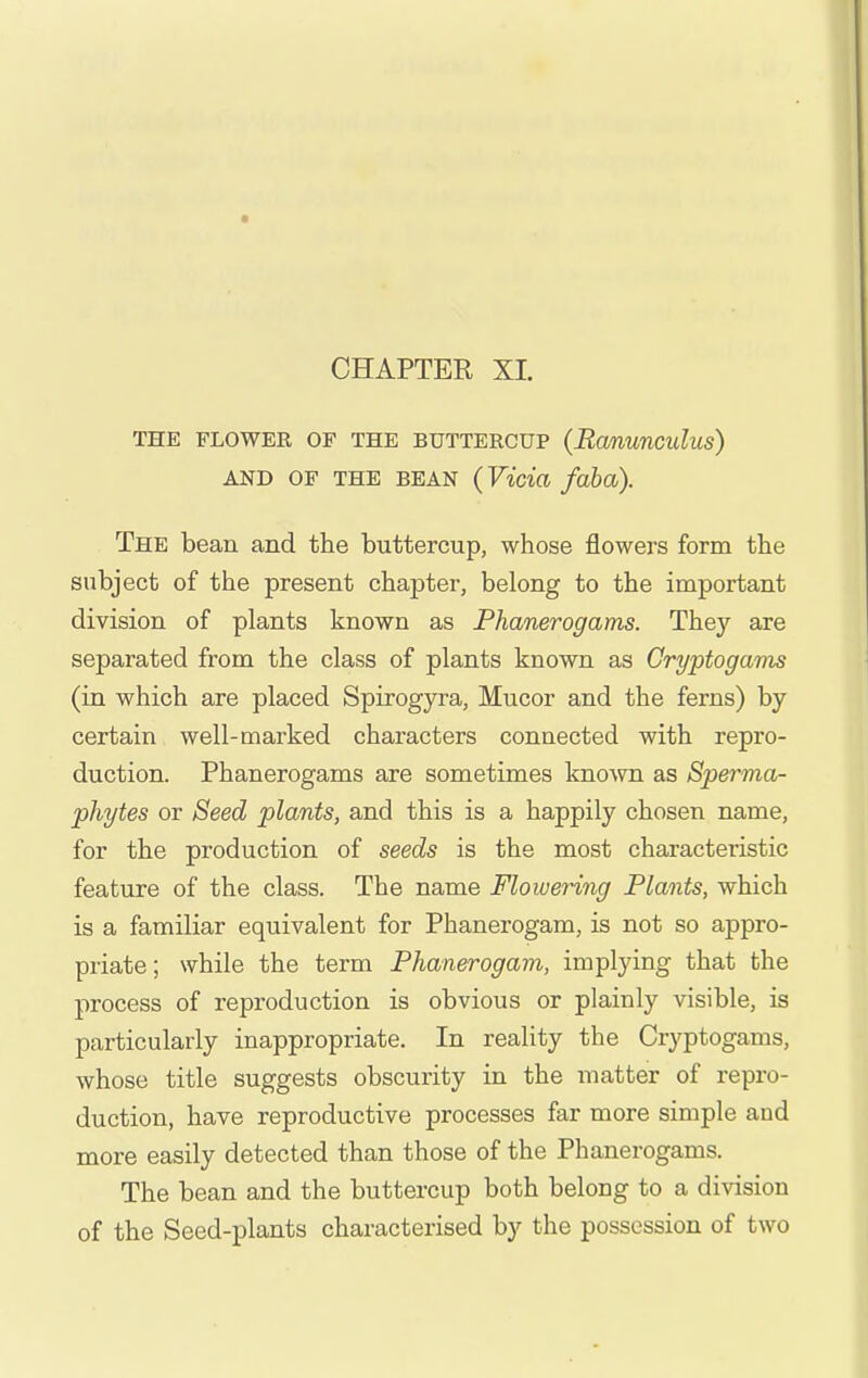 CHAPTER XL THE FLOWER OF THE BUTTERCUP (Ranunculus) AND OF THE BEAN (Vicia fobo). The bean and the buttercup, whose flowers form the subject of the present chapter, belong to the important division of plants known as Phanerogams. They are separated from the class of plants known as Gryptogavis (in which are placed Spirogyra, Mucor and the ferns) by certain well-marked characters connected with repro- duction. Phanerogams are sometimes known as Sperma- phytes or Seed plants, and this is a happily chosen name, for the production of seeds is the most characteristic feature of the class. The name Flowenng Plants, which is a familiar equivalent for Phanerogam, is not so appro- priate; while the term Phanerogam, implying that the process of reproduction is obvious or plainly visible, is particularly inappropriate. In reality the Cryptogams, whose title suggests obscurity in the matter of repro- duction, have reproductive processes far more simple and more easily detected than those of the Phanerogams. The bean and the buttercup both belong to a division of the Seed-plants characterised by the possession of two