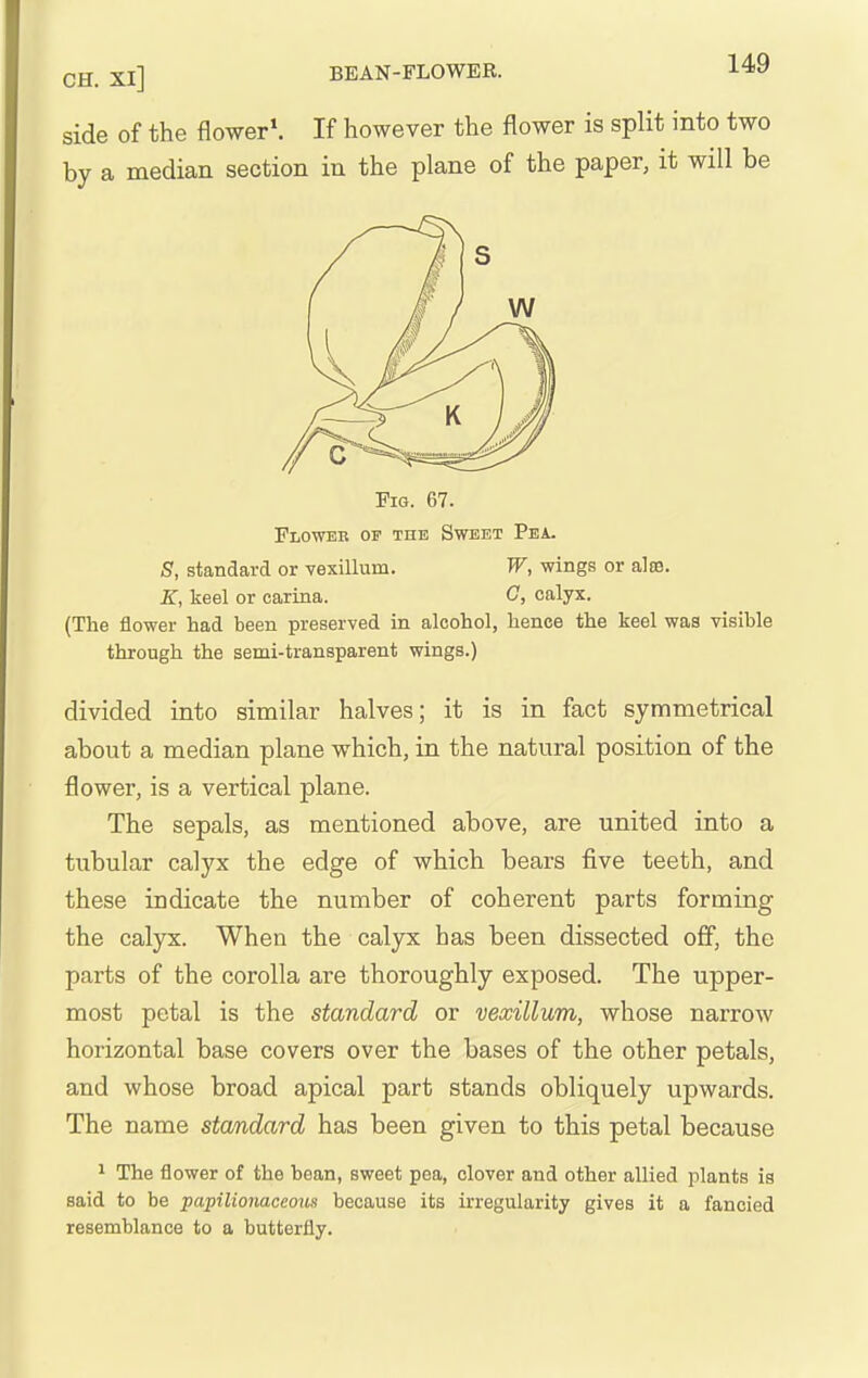 side of the flower*. If however the flower is split into two by a median section in the plane of the paper, it will be Fig. 67. FiiOWBB OP THE Sweet Pea. S, standard or vexillum. W, wings or alte. K, keel or carina. C, calyx. (The flower had been preserved in alcohol, hence the keel was visible through the semi-transparent wings.) divided into similar halves; it is in fact symmetrical about a median plane which, in the natural position of the flower, is a vertical plane. The sepals, as mentioned above, are united into a tubular calyx the edge of which bears five teeth, and these indicate the number of coherent parts forming the calyx. When the calyx has been dissected off, the parts of the corolla are thoroughly exposed. The upper- most petal is the standard or vexillum, whose narrow horizontal base covers over the bases of the other petals, and whose broad apical part stands obliquely upwards. The name standard has been given to this petal because 1 The flower of the bean, sweet pea, clover and other allied plants is said to be papilionaceous because its irregularity gives it a fancied resemblance to a butterfly.