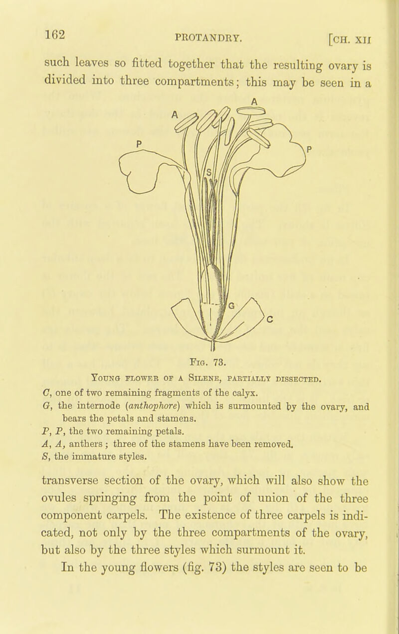 PROTANDRY. [CH. XII such leaves so fitted together that the resulting ovary is divided into three compartments; this may be seen in a A Fig. 73. Young flower of a Silene, partiaij,t dissected, C, one of two remaining fragments of the calyx. G, the internode {anthophore) which is surmounted by the ovary, and bears the petals and stamens. P, P, the two remaining petals. A, A, anthers ; three of the stamens have been removed. S, the immature styles. transverse section of the ovary, which will also show the ovules springing from the point of union of the three component carpels. The existence of three carpels is indi- cated, not only by the three compartments of the ovary, but also by the three styles which surmount it. In the young flowers (fig. 73) the styles are seen to be