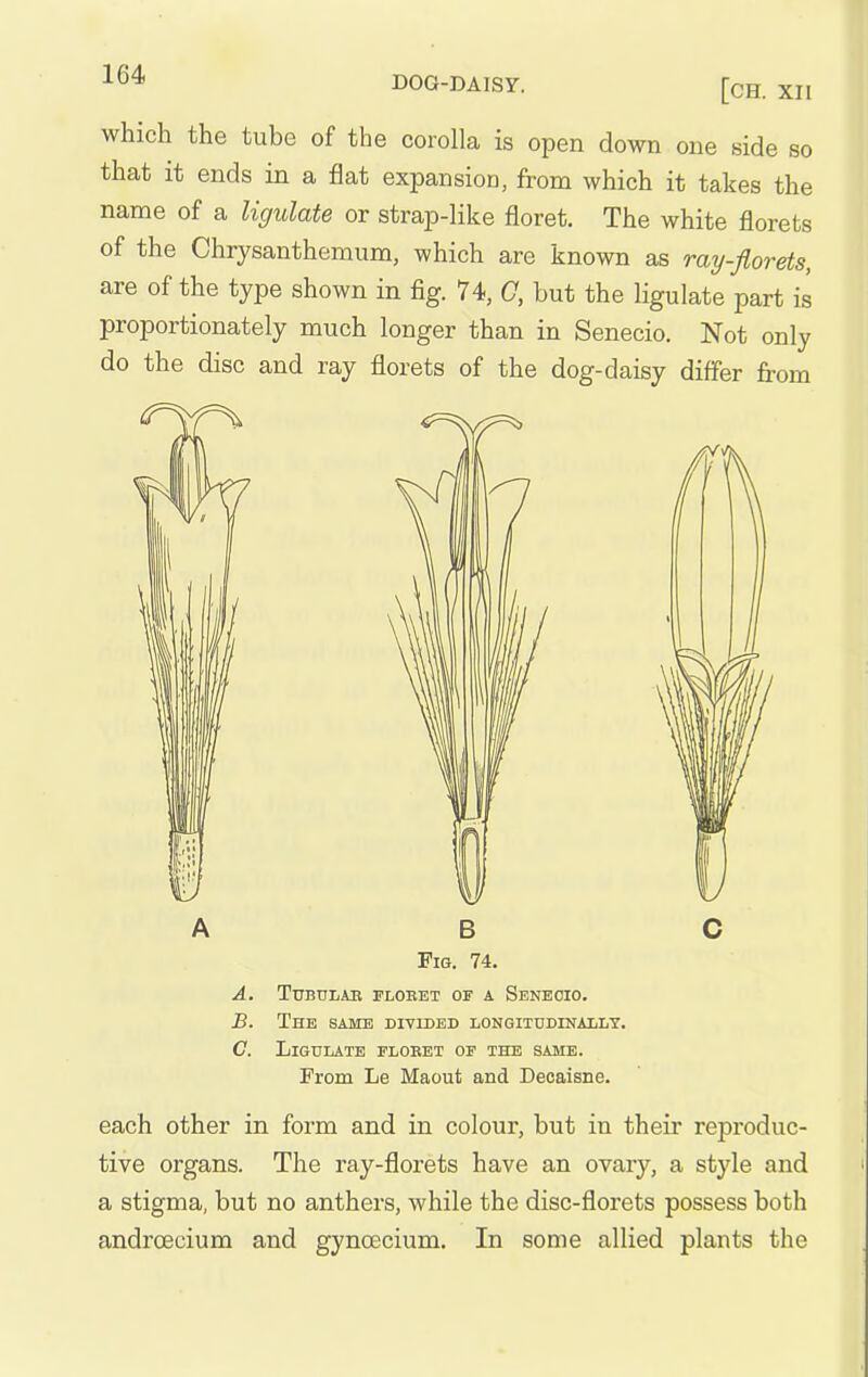 which the tube of the corolla is open down one side so that it ends in a flat expansion, from which it takes the name of a ligulate or strap-like floret. The white florets of the Chrysanthemum, which are known as ray-florets, are of the type shown in fig. 74, G, but the ligulate part is proportionately much longer than in Senecio. Not only do the disc and ray florets of the dog-daisy differ from A B C Fig. 74. A. TUBniiAE FLOEET OF A SenBCIO. B. The samis divided longitddinailt. C. Ligulate floret of the same. From Le Maout and Decaisne. each other in form and in colour, but in their reproduc- tive organs. The ray-florets have an ovary, a style and a stigma, but no anthers, while the disc-florets possess both androecium and gynoecium. In some allied plants the