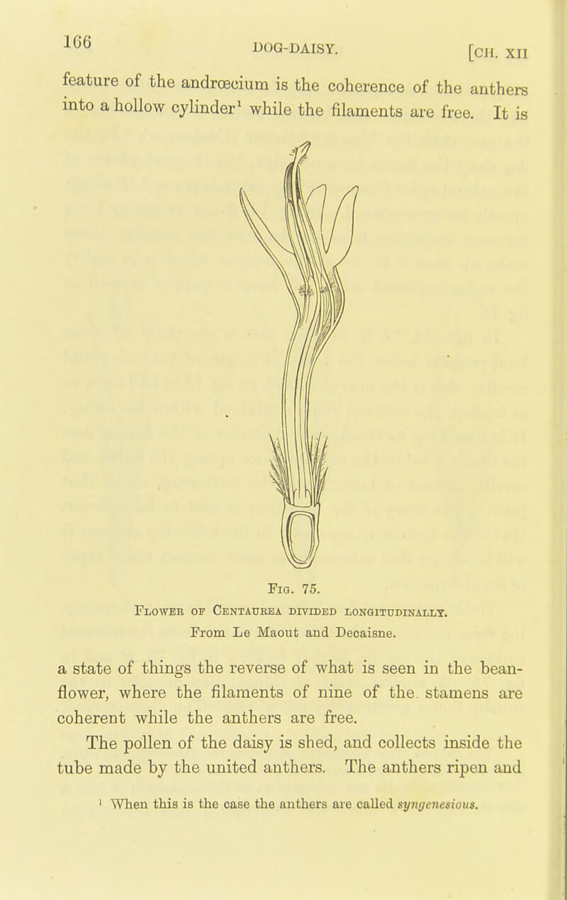 1G6 DOG-DAISY. [CJi. XII feature of the androecium is the coherence of the anthers into a hollow cylinder' while the filaments are free. It is Pig. 75. Flower op Centaueea divided longitudinally. From Le Maout and Decaisne. a state of things the reverse of what is seen in the bean- flower, where the filaments of nine of the. stamens are coherent while the anthers are free. The pollen of the daisy is shed, and collects inside the tube made by the united anthers. The anthers ripen and ' When this is the case the anthers are called syngenesioiis.