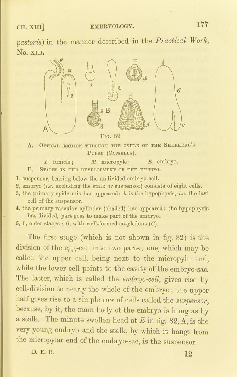 CH. Xlll] EMBRyOLOGY. pastoris) in the manner described in the Practical Work, No. XIII. A. B. ^3 Fig. 82 Optical section theough the oytjle of the Shephehd's Pdesb (Capsella). F, funicle; M, micropyle; E, embryo. Stages in the development of the embeto. 1, suspensor, bearing below the undivided embryo-cell. 2, embryo (i.e. excluding the stalk or suspensor) consists of eight cells. 3, the primary epidermis has appeared: h is the hypophysis, i.e. the last cell of the suspensor. 4, the primary vascular cylinder (shaded) has appeared: the hypophysis has divided, part goes to make part of the embryo. 5, 6, older stages : 6, with weU-formed cotyledons (C). The first stage (which is not shown in fig. 82) is the division of the egg-cell into two parts; one, which may be called the upper cell, being next to the micropyle end, while the lower cell points to the cavity of the embryo-sac. The latter, which is called the embryo-cell, gives rise by cell-division to nearly the whole of the embryo; the upper half gives rise to a simple row of cells called the suspensor, because, by it, the main body of the embryo is hung as by a stalk. The minute swollen head at E in fig. 82, A, is the very young embryo and the stalk, by which it hangs from the micropylar end of the embryo-sac, is the suspensor. D. E. B. 22