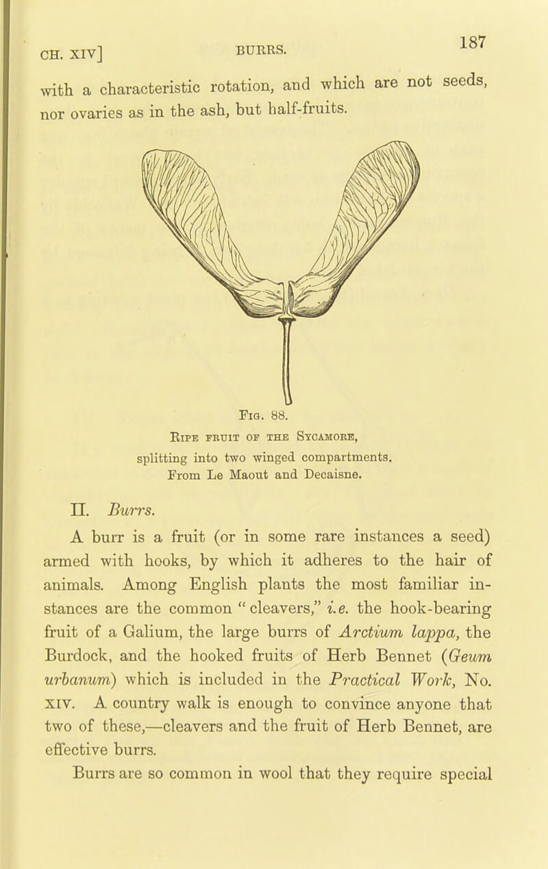 ft Fig. 88. EiPE FRUIT OF THE StCAMOEB, splitting into two winged, compartments. From Le Maout and Decaisne. n. Bihrrs. A burr is a fruit (or in some rare instances a seed) armed with hooks, by which it adheres to the hair of animals. Among English plants the most familiar in- stances are the common cleavers, i.e. the hook-bearing fruit of a Galium, the large burrs of Arctium lappa, the Burdock, and the hooked fruits of Herb Bennet (Geum urbanum) which is included in the Practical Work, No. XIV. A country walk is enough to convince anyone that two of these,—cleavers and the fruit of Herb Bennet, are effective burrs. Burrs are so common in wool that they require special