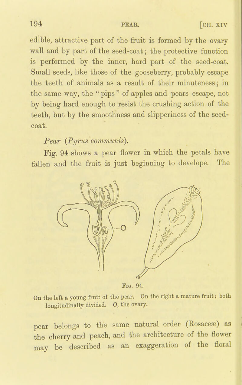 edible, attractive part of the fruit is formed by the ovary wall and by part of the seed-coat; the protective function is performed by the inner, hard part of the seed-coat. Small seeds, like those of the gooseberry, probably escape the teeth of animals as a result of their minuteness; in the same way, the  pips  of apples and pears escape, not by being hard enough to resist the crushing action of the teeth, but by the smoothness and slipperiuess of the seed- coat. Pear (Pyrus communis). Fig. 94 shows a pear flower in which the petals have fallen and the fruit is just beginning to develope. The Fig. 94. On the left a young fruit of the pear. On the right a mature fruit: both longitudinally divided. 0, the ovary. pear belongs to the same natural order (Rosacese) as the cherry and peach, and the architecture of the flower may be described as an exaggeration of the floral