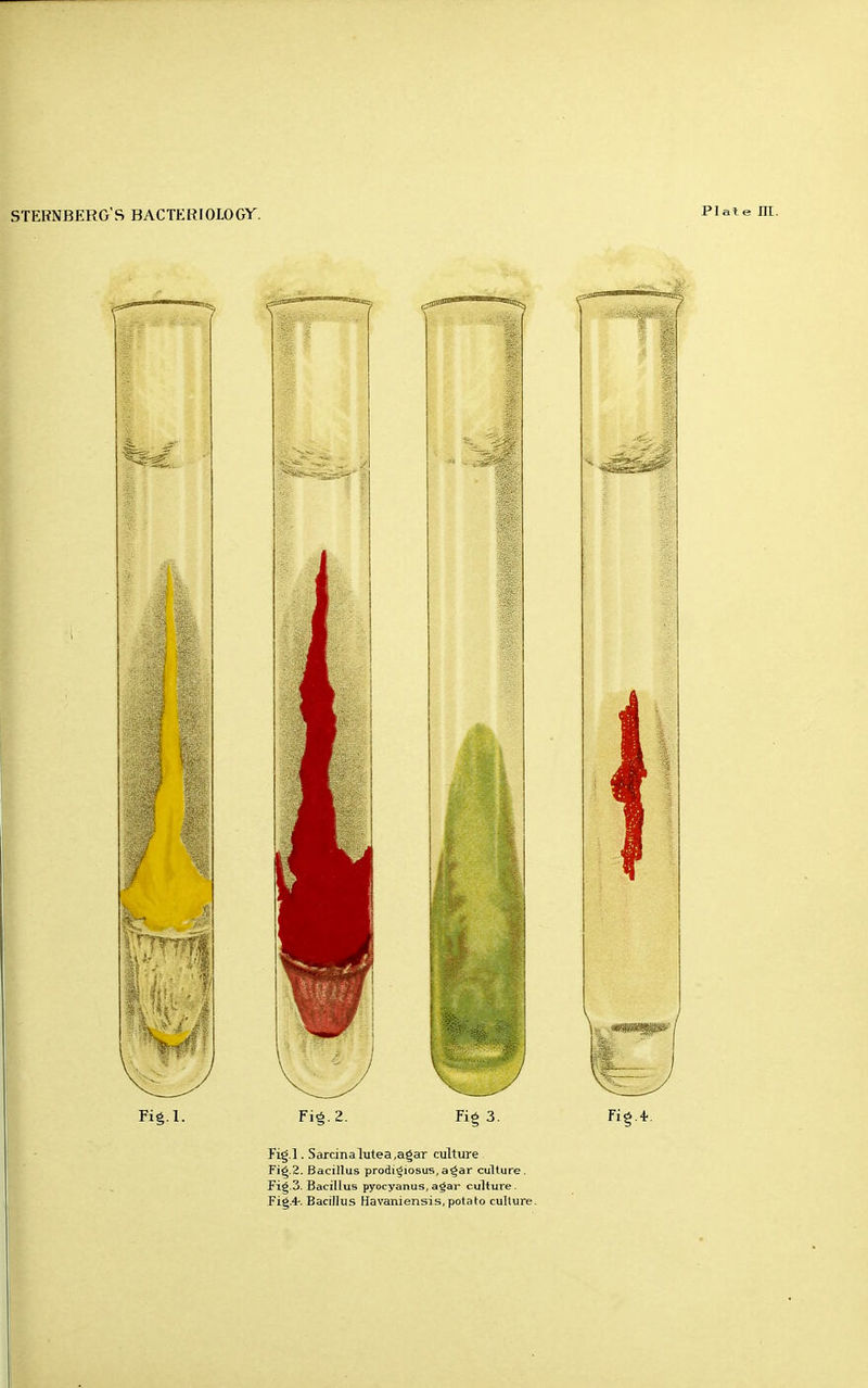 STERNBERG'S BACTERIOLOGY. Fig.l. Fig 3. Fig.l. SarcinaTutea,agar culture Bacillus prodi^iosus, a^ar culture. Fig.3. Bacillus pyocyanus, a^ar culture. Fig.4-. Bacillus Havaniensis, potato culture