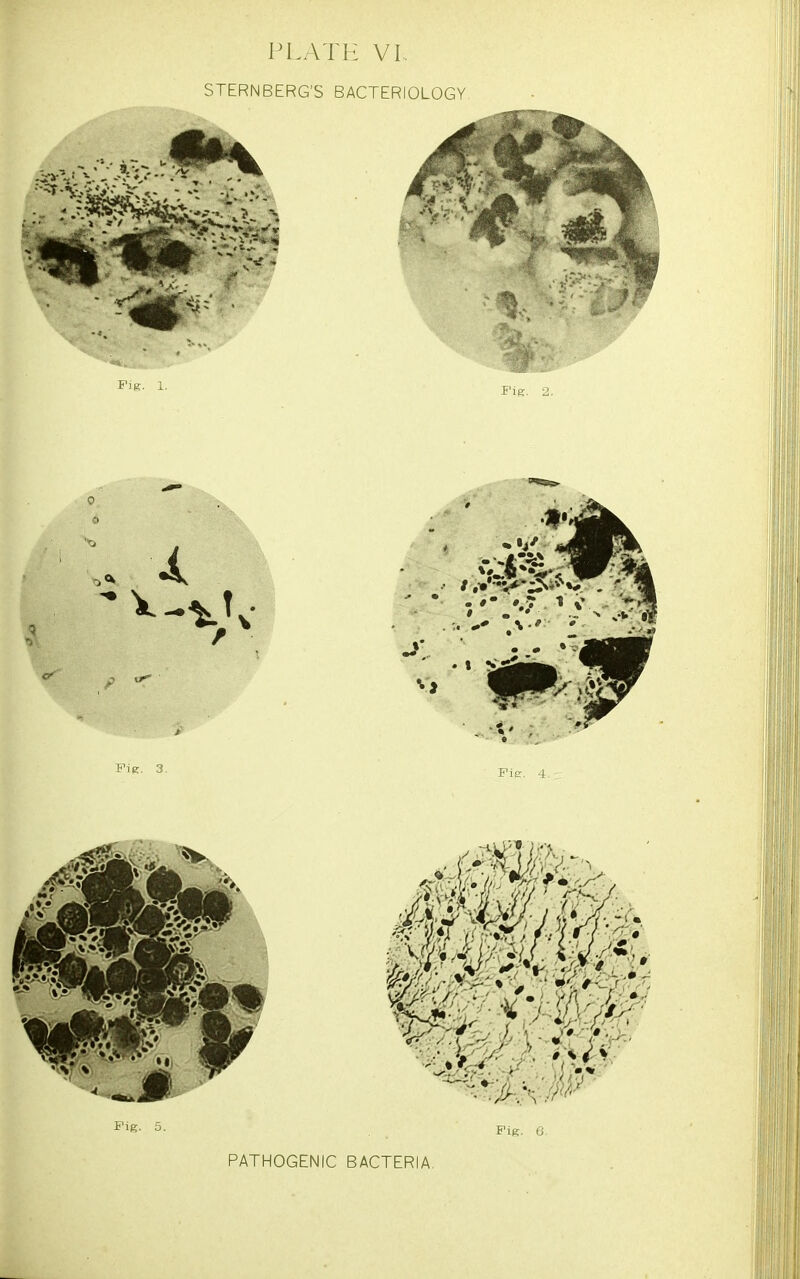 STERNBERG'S BACTERIOLOGY Fie- 5- . . FiK. g. PATHOGENIC BACTERIA