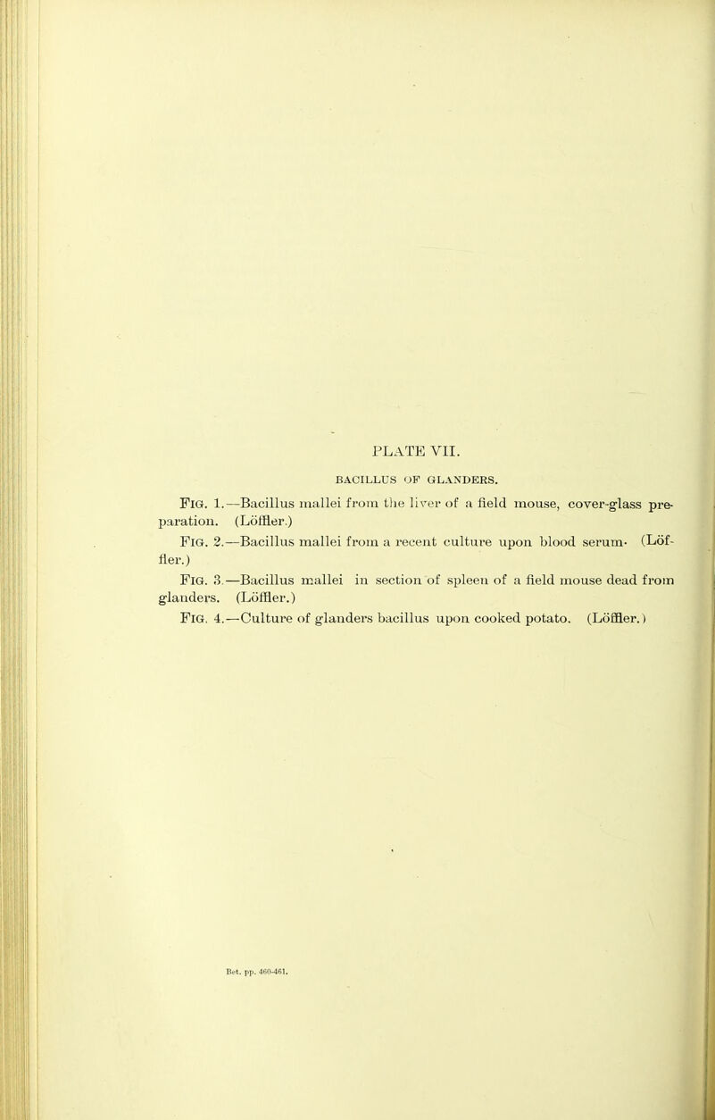 BACILLUS OF GLANDERS. Fig. 1.—Bacillus mallei from the liver of a field mouse, cover-glass pre- paration. (Loffler.) Fig. 2.—Bacillus mallei from a recent culture upon blood serum- (Lof- fler.) Fig. 3.—Bacillus mallei in section of spleen of a field mouse dead from glanders. (Loffler.) Fig. 4.—Culture of glanders bacillus upon cooked potato. (Loffler.) Bet. pp. 460-461.