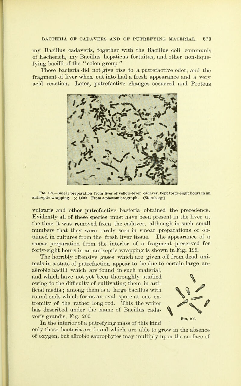 my Bacillus cadaveris, together with the Bacillus coli communis of Escherich, my Bacillus hepaticus fortuitus, and other non-lique- fying bacilli of the colon group. These bacteria did not give rise to a putrefactive odor, and the fragment of liver when cut into had a fresh appearance and a very acid reaction. Later, putrefactive changes occurred and Proteus * - Fig. 199.—Smear preparation from liver of yellow-fever cadaver, kept forty-eight hours in an antiseptic wrapping, x 1,000. From a photomicrograph. (Sternberg.) vulgaris and other putrefactive bacteria obtained the precedence. Evidently all of these species must have been present in the liver at the time it was removed from the cadaver, although in such small numbers that they were rarely seen in smear preparations or ob- tained in cultures from the fresh liver tissue. The appearance of a smear preparation from the interior of a fragment preserved for forty-eight hours in an antiseptic wrapping is shown in Fig. 199. The horribly offensive gases which are given off from dead ani- mals in a state of putrefaction appear to be due to certain large an- aerobic bacilli which are found in such material, and which have not yet been thoroughly studied owing to the difficulty of cultivating them in arti- ficial media ; among them is a large bacillus with round ends which forms an oval spore at one ex- tremity of the rather long rod. This the writer has described under the name of Bacillus cada- veris grandis, Fig. 200. In the interior of a putrefying mass of this kind only those bacteria are found which are able to grow in the absence of oxygen, but aerobic saprophytes may multiply upon the surface of Fig. 200.